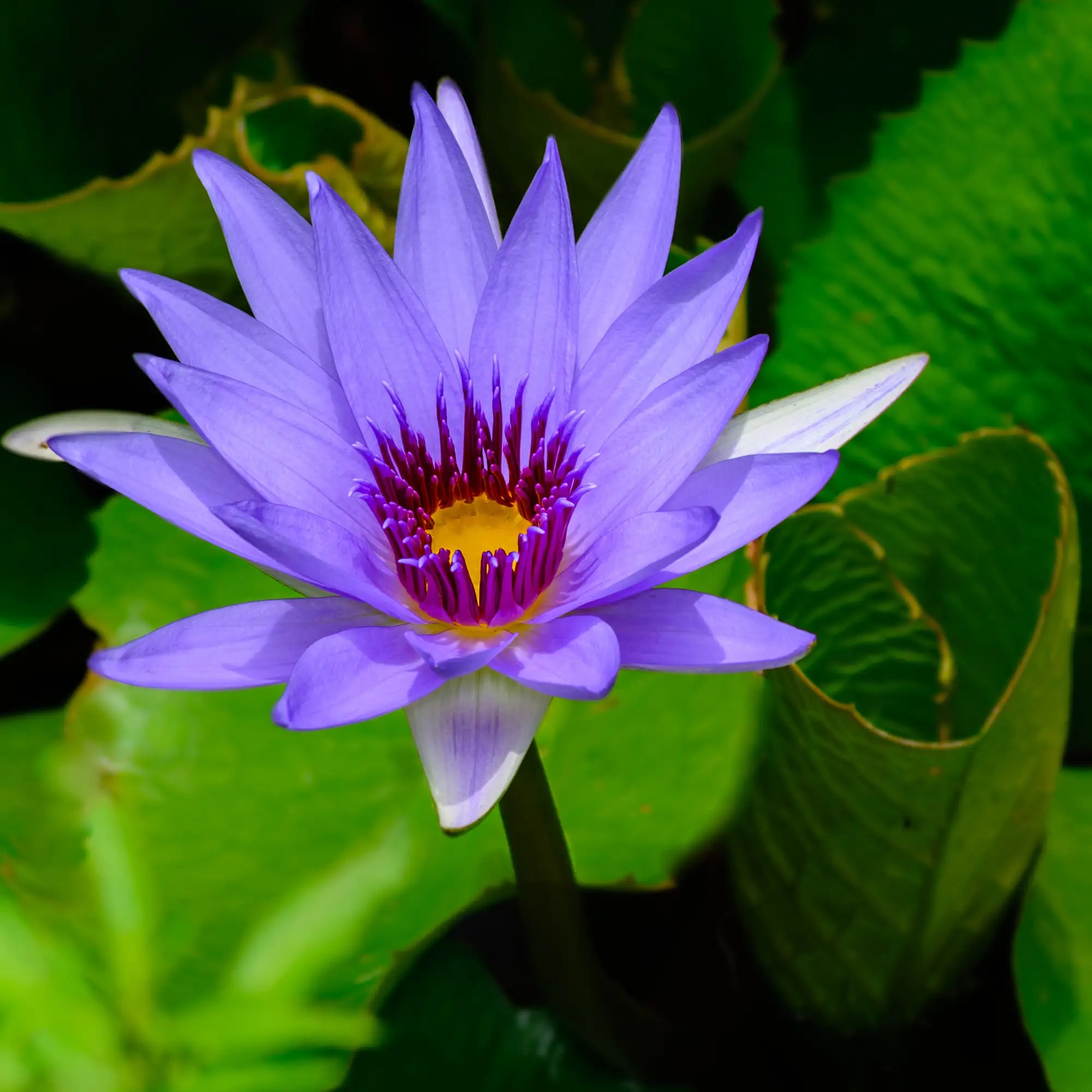 Director George T. Moore Tropical Water Lily with violet-blue flower