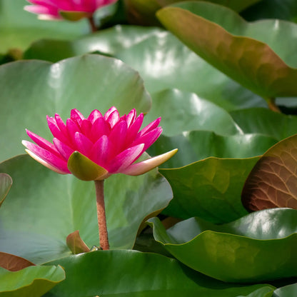 Escarboucle hardy water lily in a pond with a pink flower