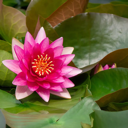 Escarboucle Hardy Water Lily in a pond pink flower