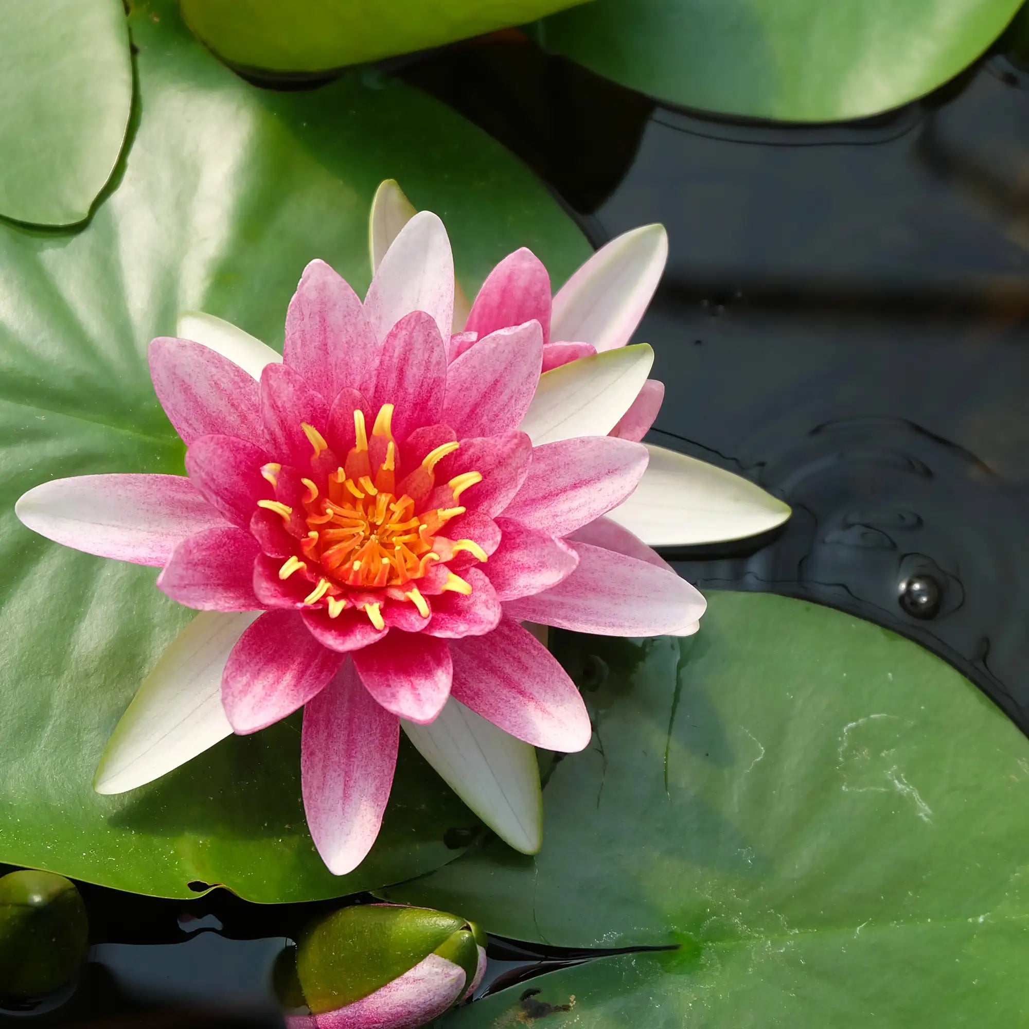 Gloriosa Hardy Water Lily in a pond pink flower