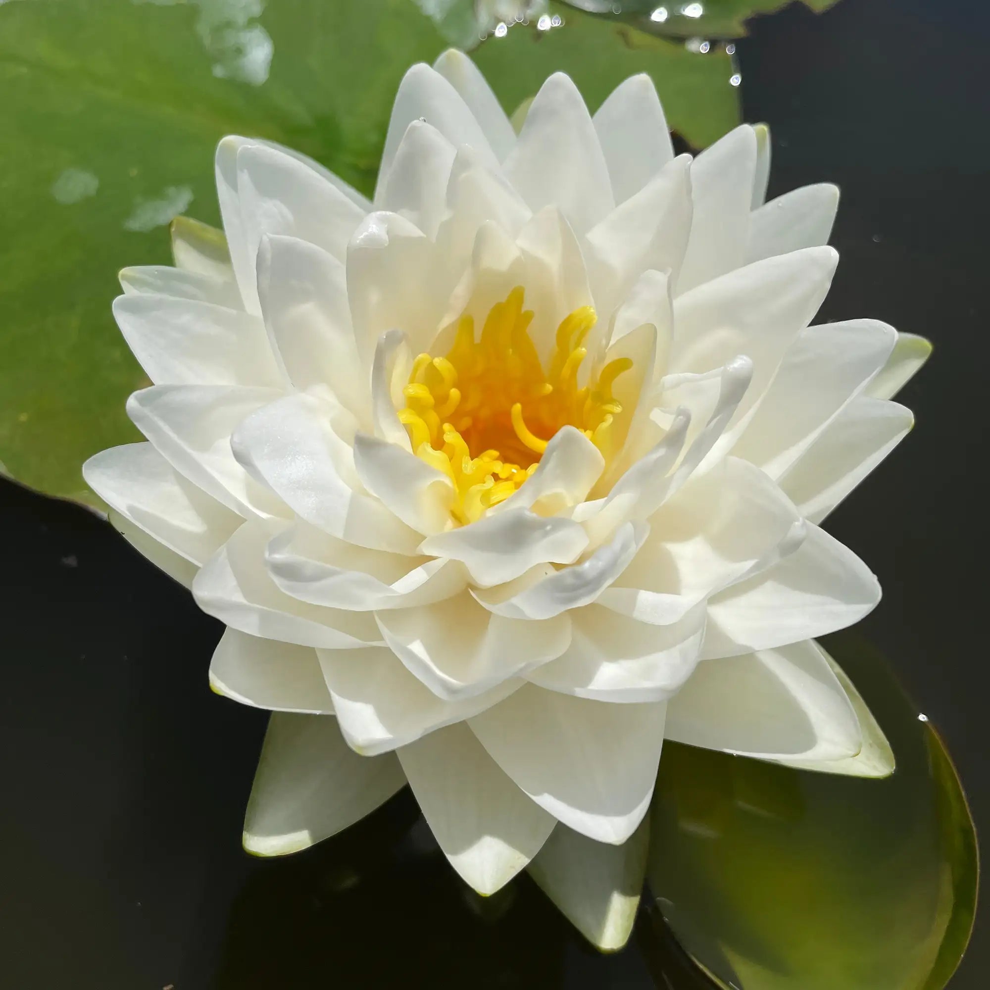 Gonnere Water Lily with a white flower in a pond