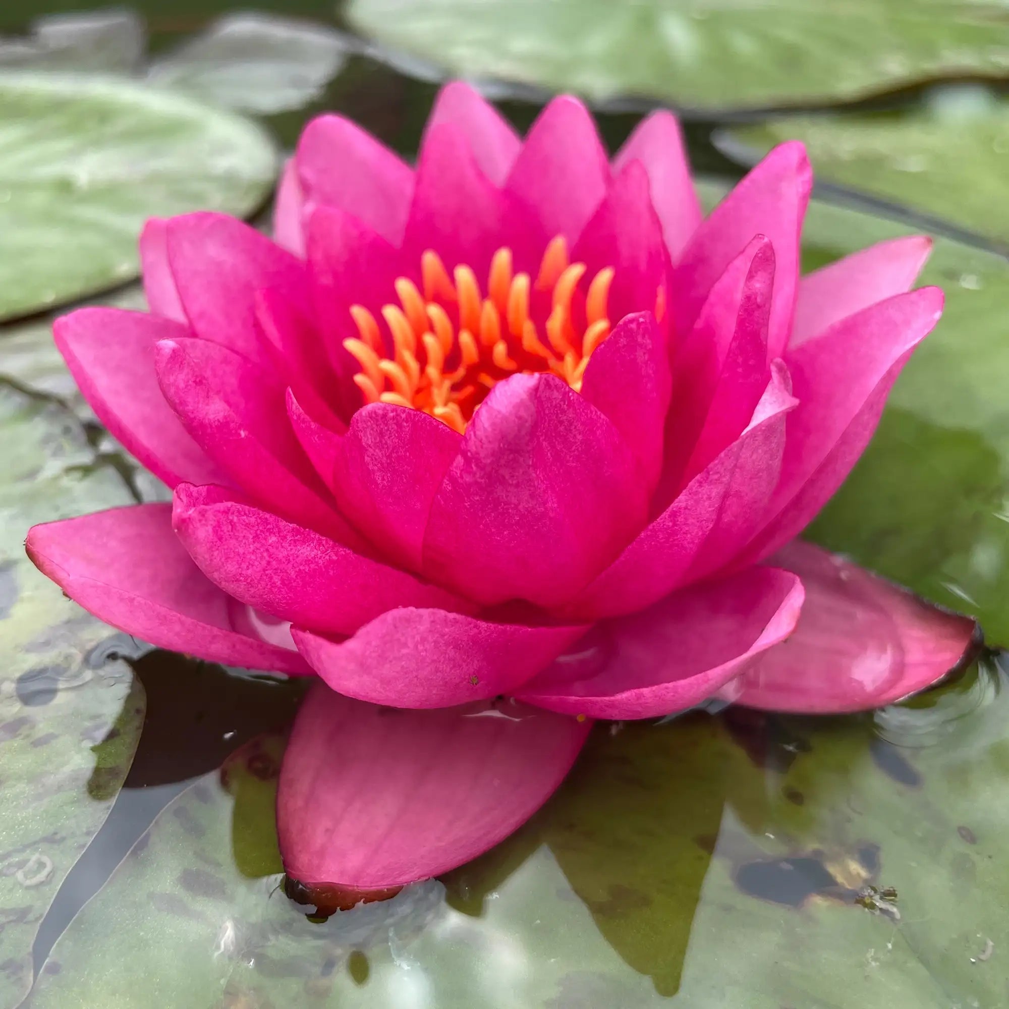 James Brydon Hardy Water Lily in a pond pink flower