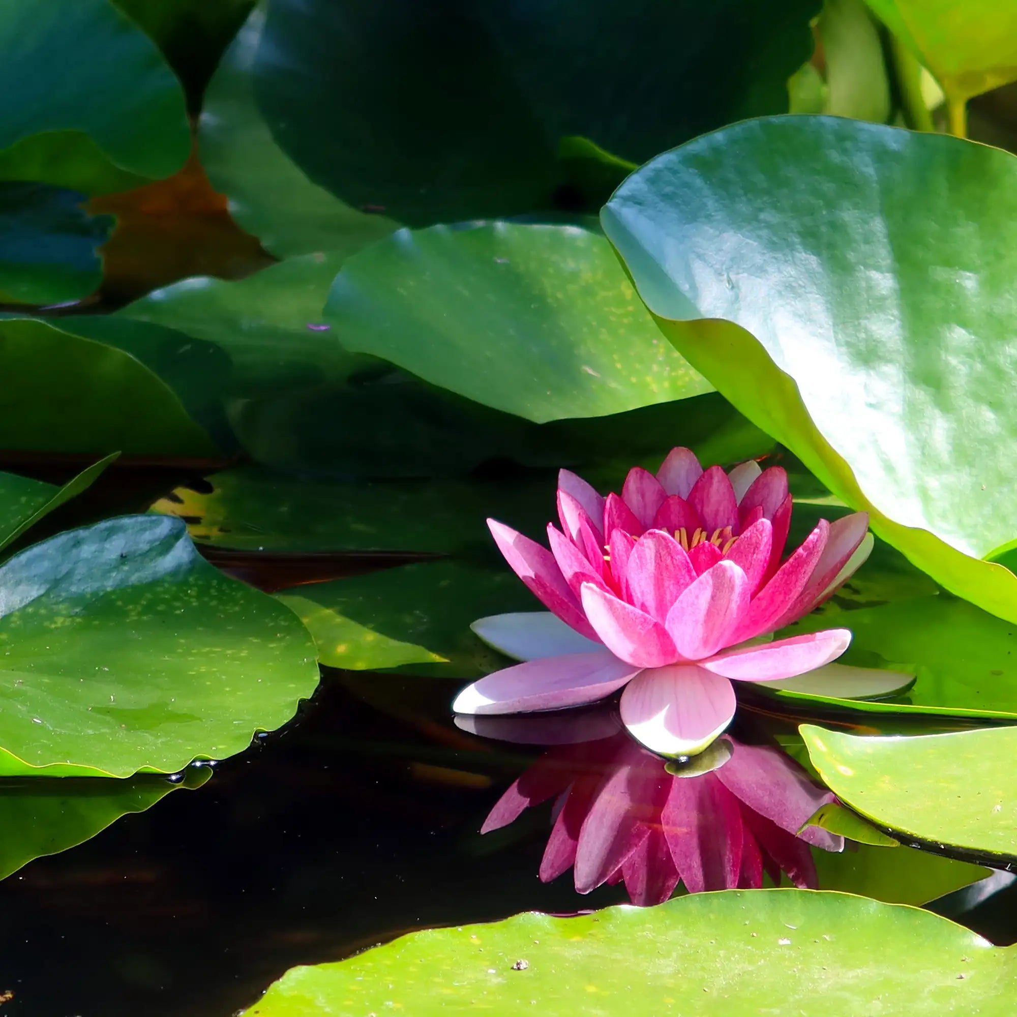 James Brydon Hardy Water Lily in a pond pink flower