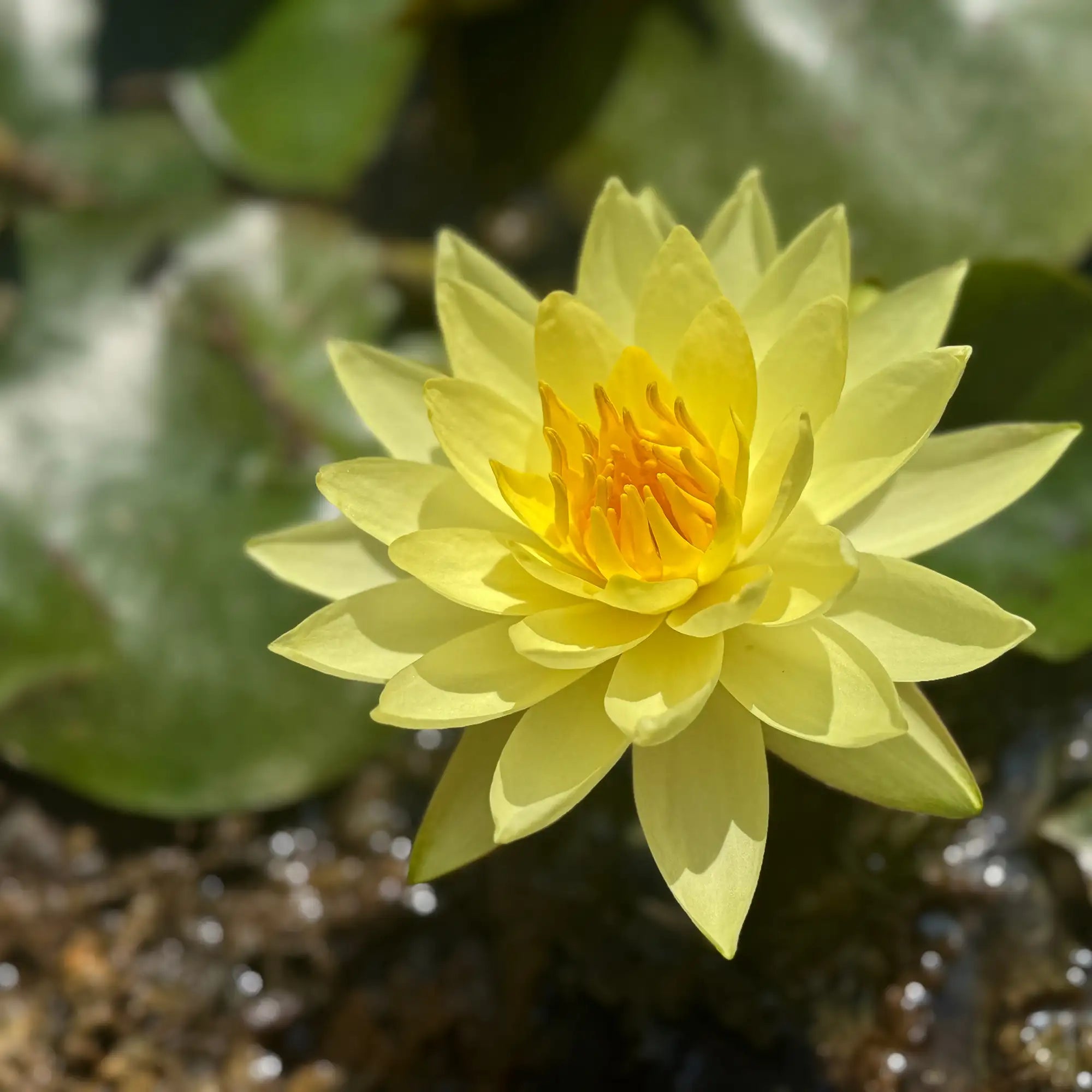 Joey Tomocik Hardy Water Lily Nymphaea yellow flower