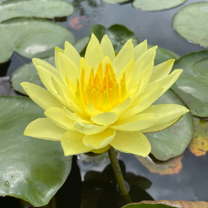 Joey Tomocik Nymphaea Hardy Water Lily yellow flower