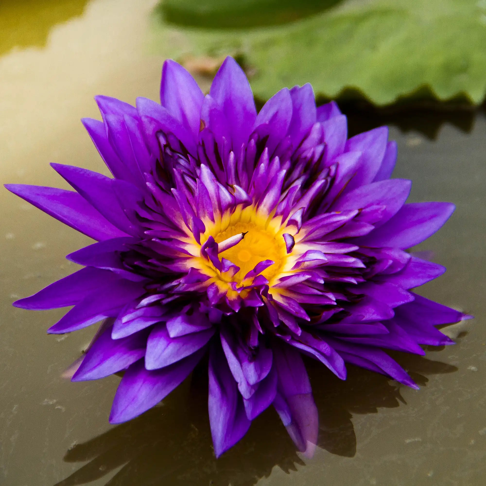 Tropical water lily King of Siam big purple flower in a pond