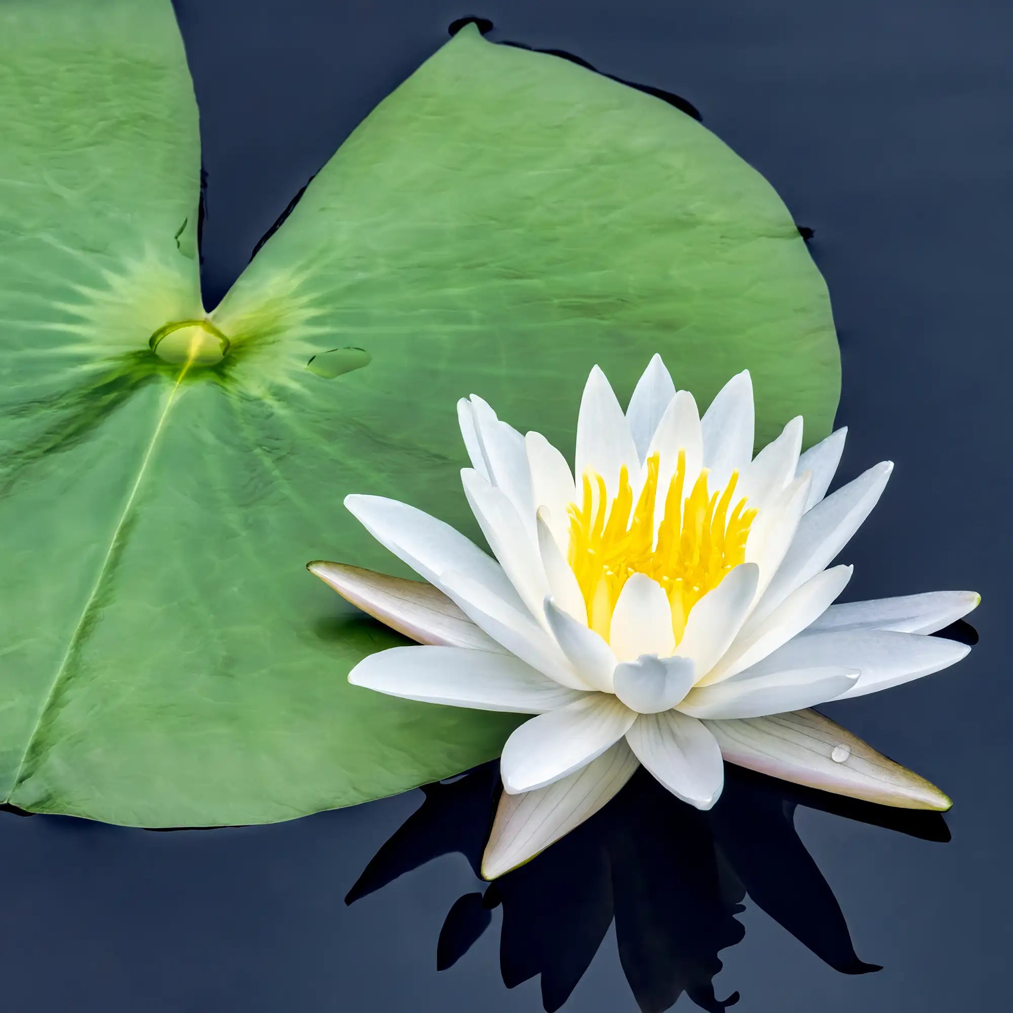 Native Water Lily white flower in a pond