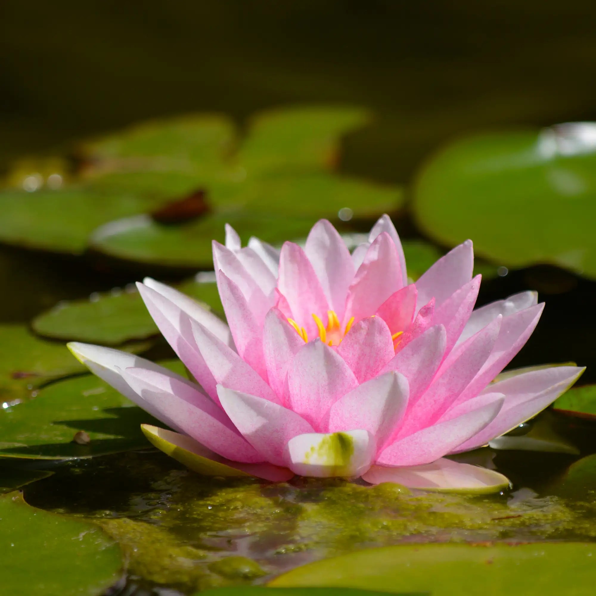 Water Lily Pink Sensation flower in a pond