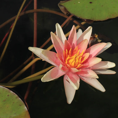 Sioux Water Lily Flower in a pond