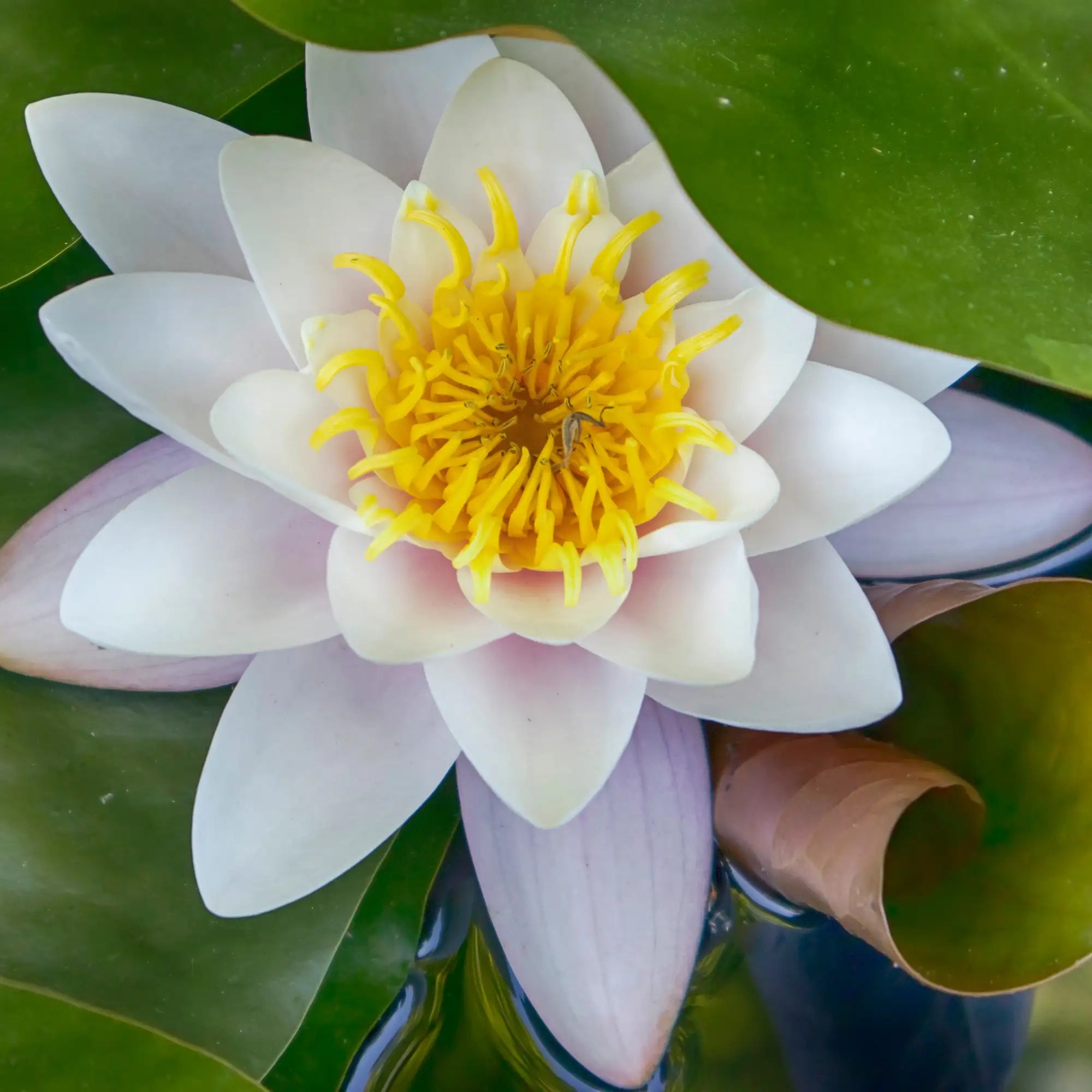 White Water Lily Virginalis in a pond with green pads