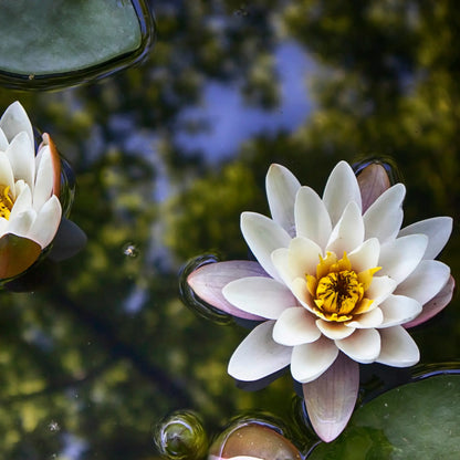 Water Lily Virginalis bloom in a pond