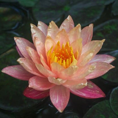 Water Lily Wanvisa flower in a pond