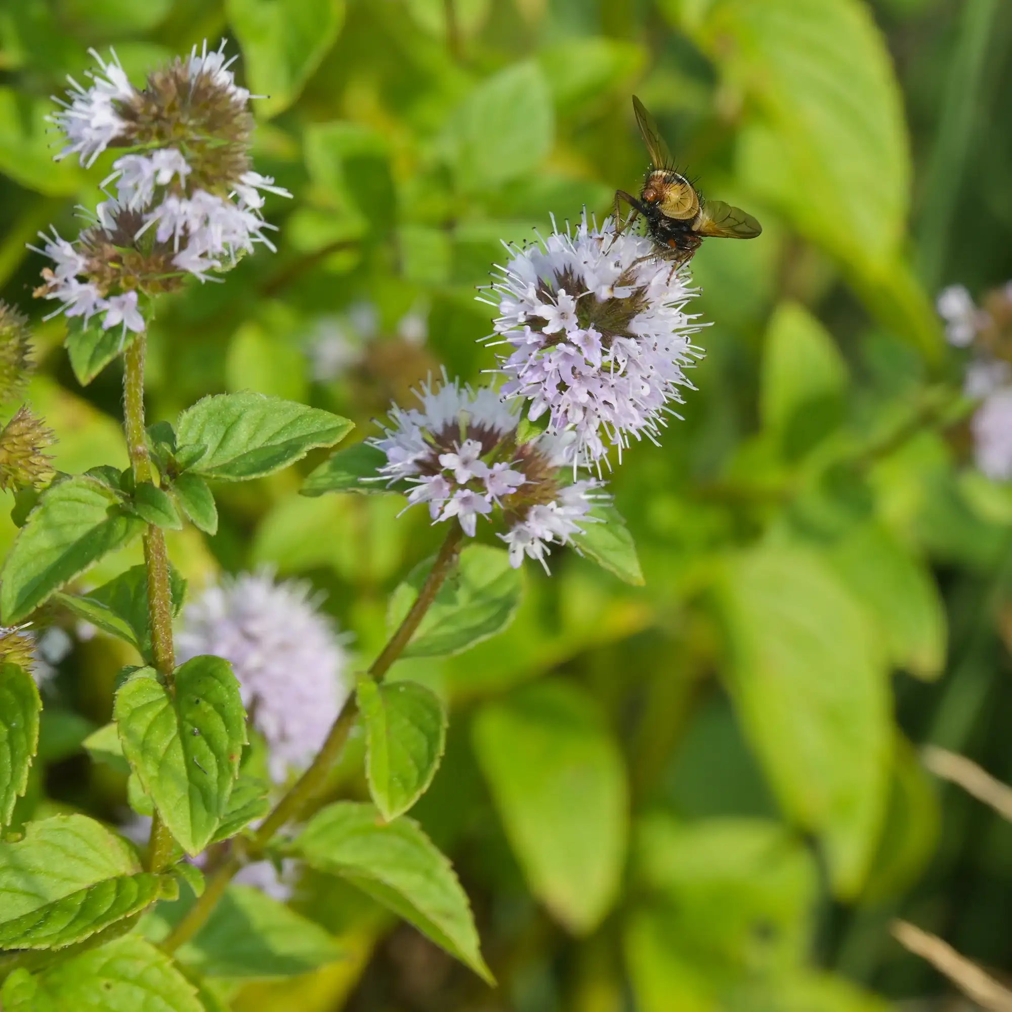 Water Mint flowers with a bee