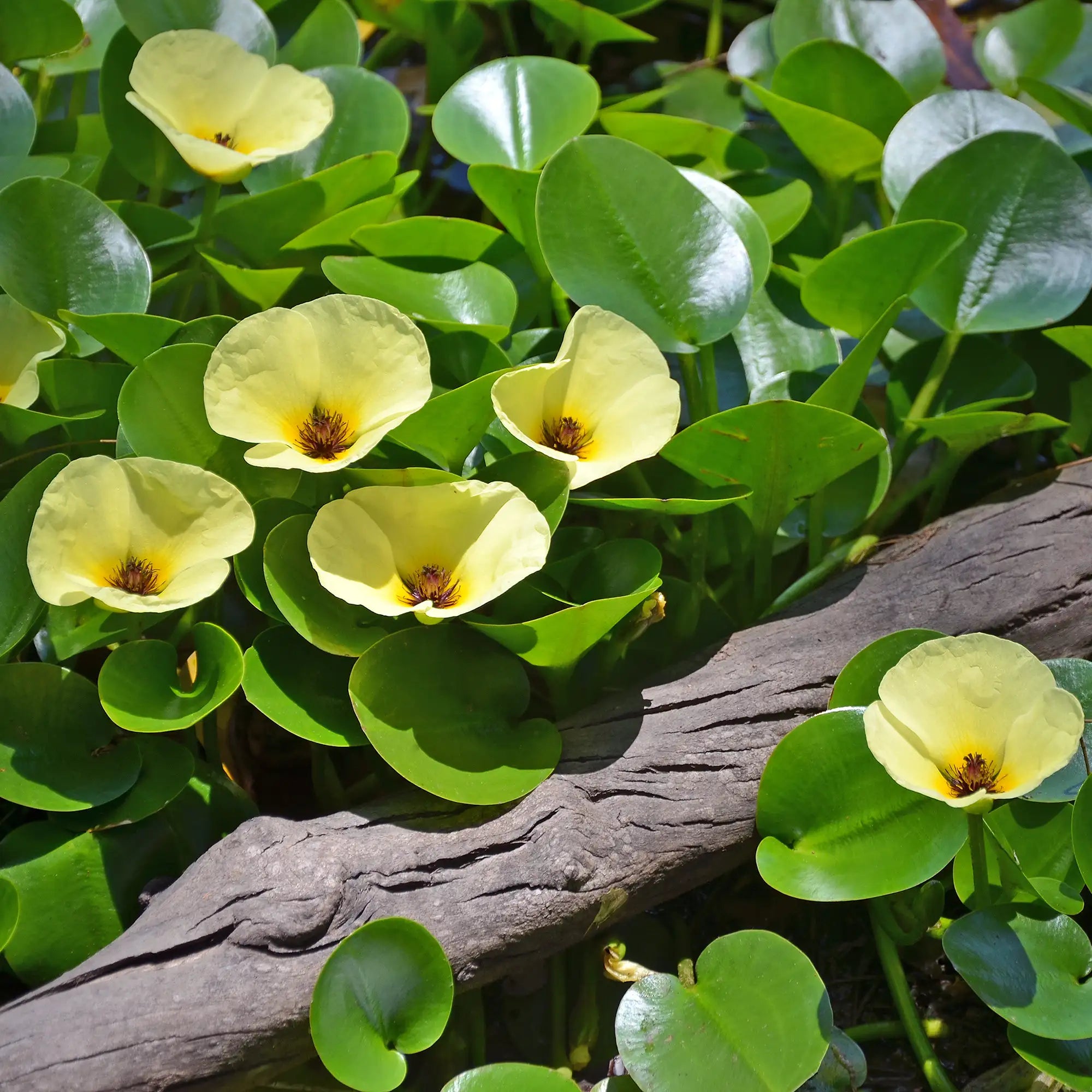 Water Poppy with yellow flowers on a pond