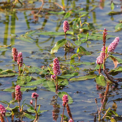 Water Smartweed flowering pink in a pond