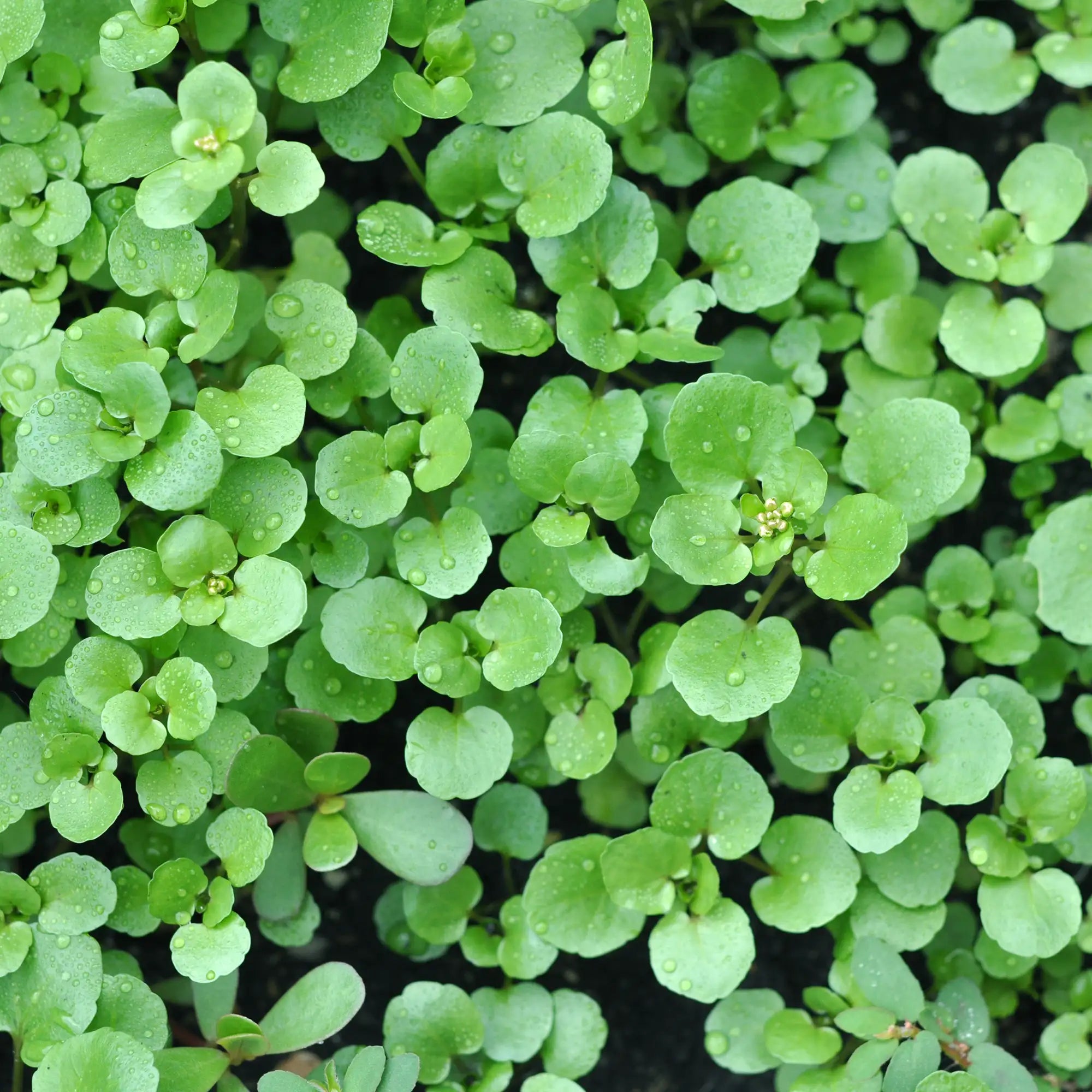 Close-up of green leafy watercress plants with water droplets on leaves