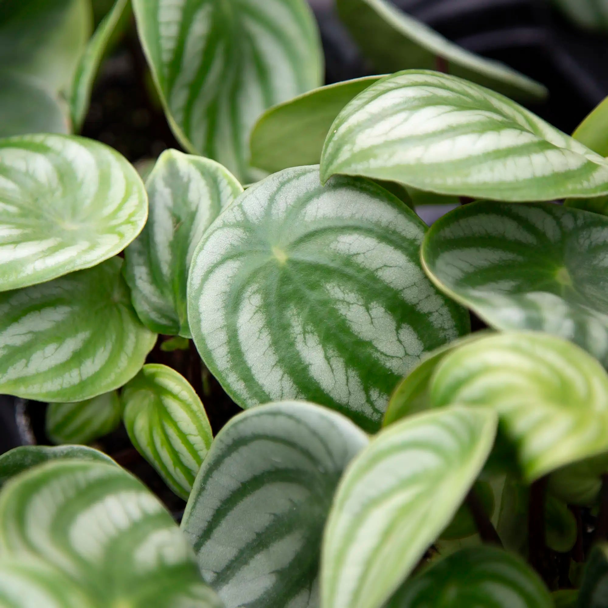 Peperomia 'Watermelon'