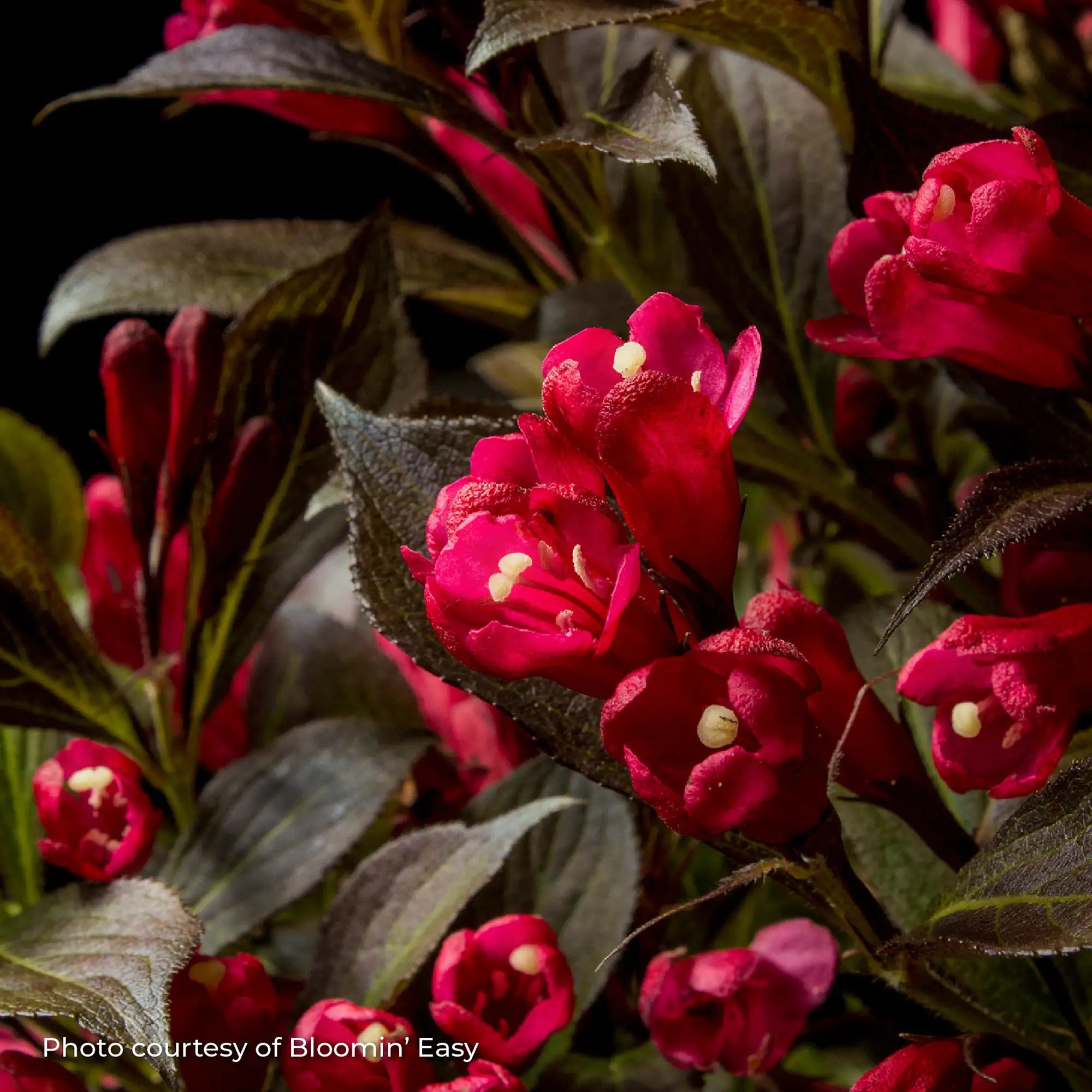 Weigela 'Electric Love®'