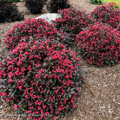 Weigela 'Electric Love®'