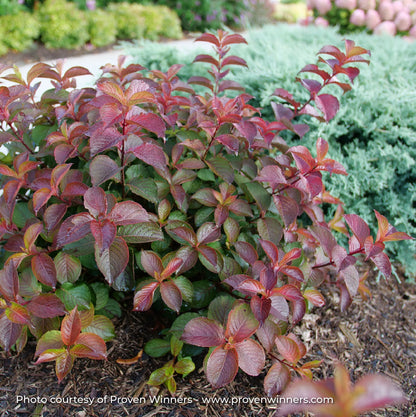 Weigela 'Midnight Sun®'