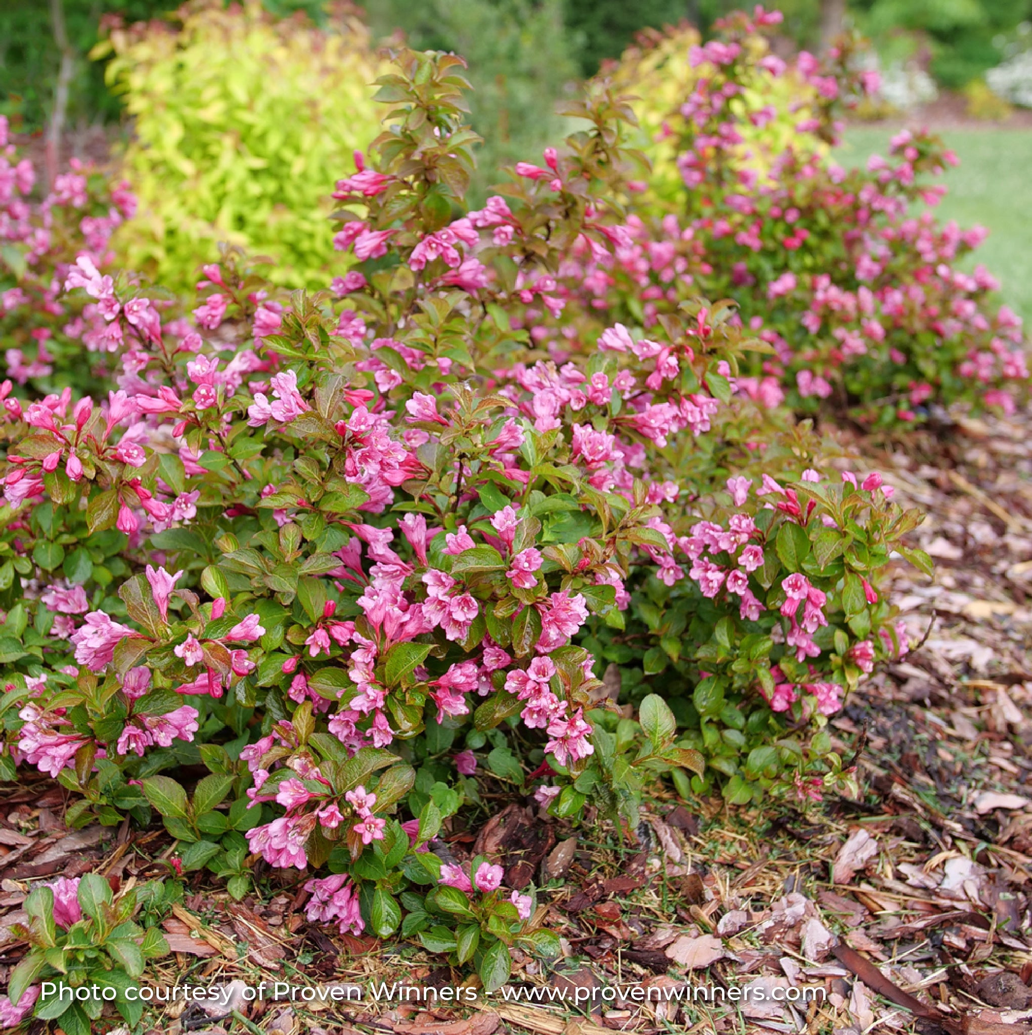 Weigela 'Midnight Sun®'
