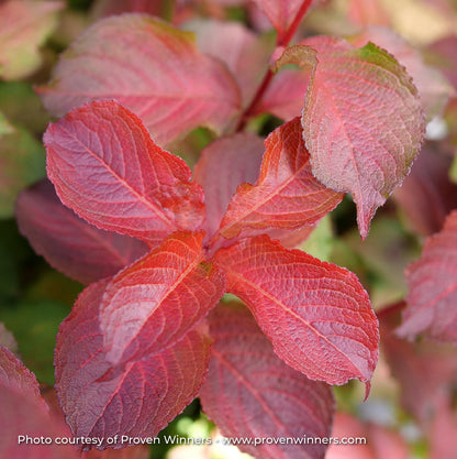 Weigela 'Midnight Sun®'