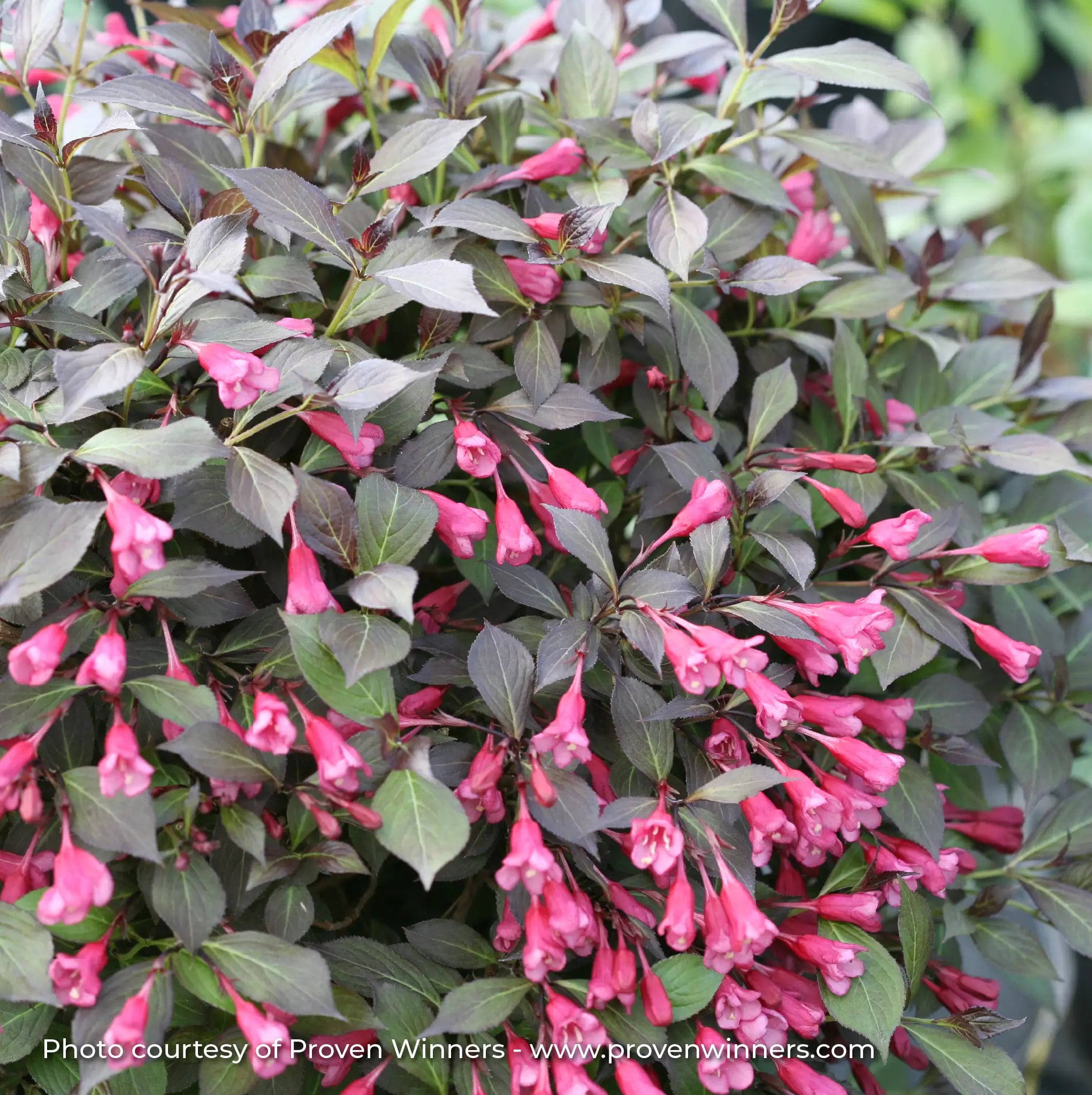 Weigela 'Midnight Wine Shine®'