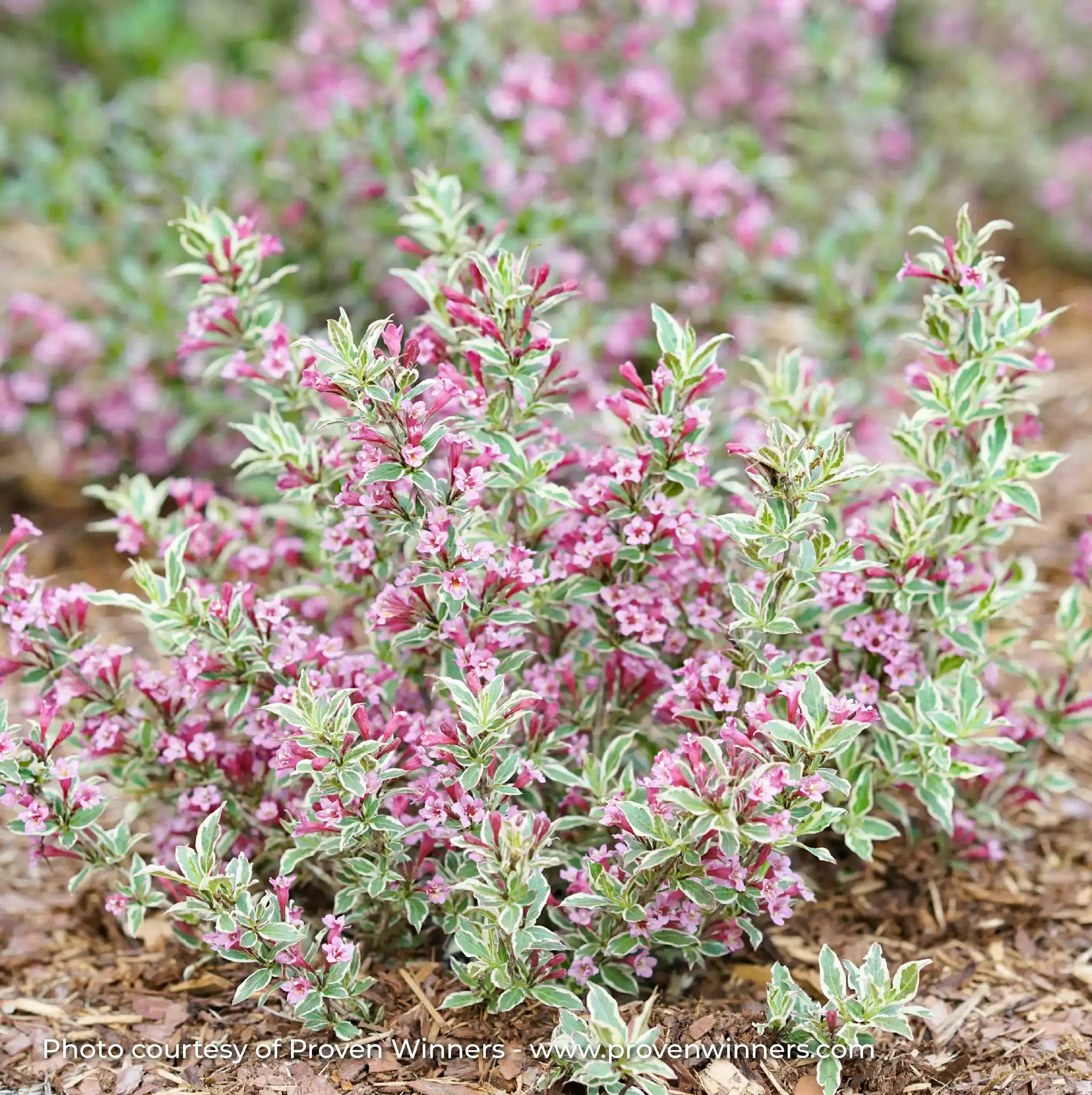 Weigela 'My Monet Purple Effect®'