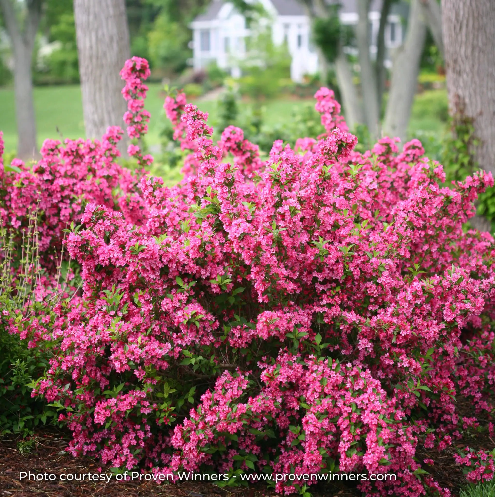 Weigela 'Sonic Bloom® Pink'