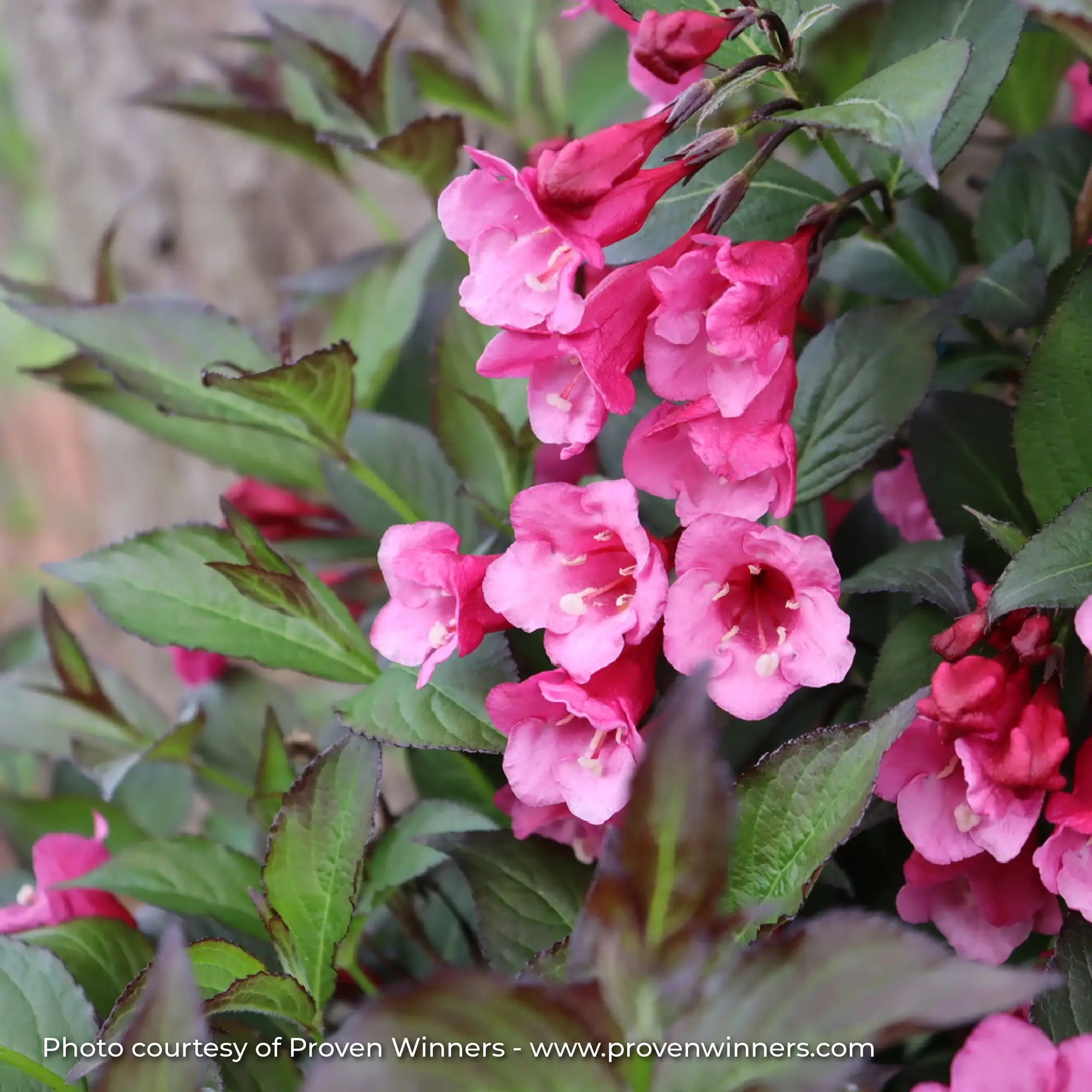 Weigela 'Sonic Bloom® Wine'
