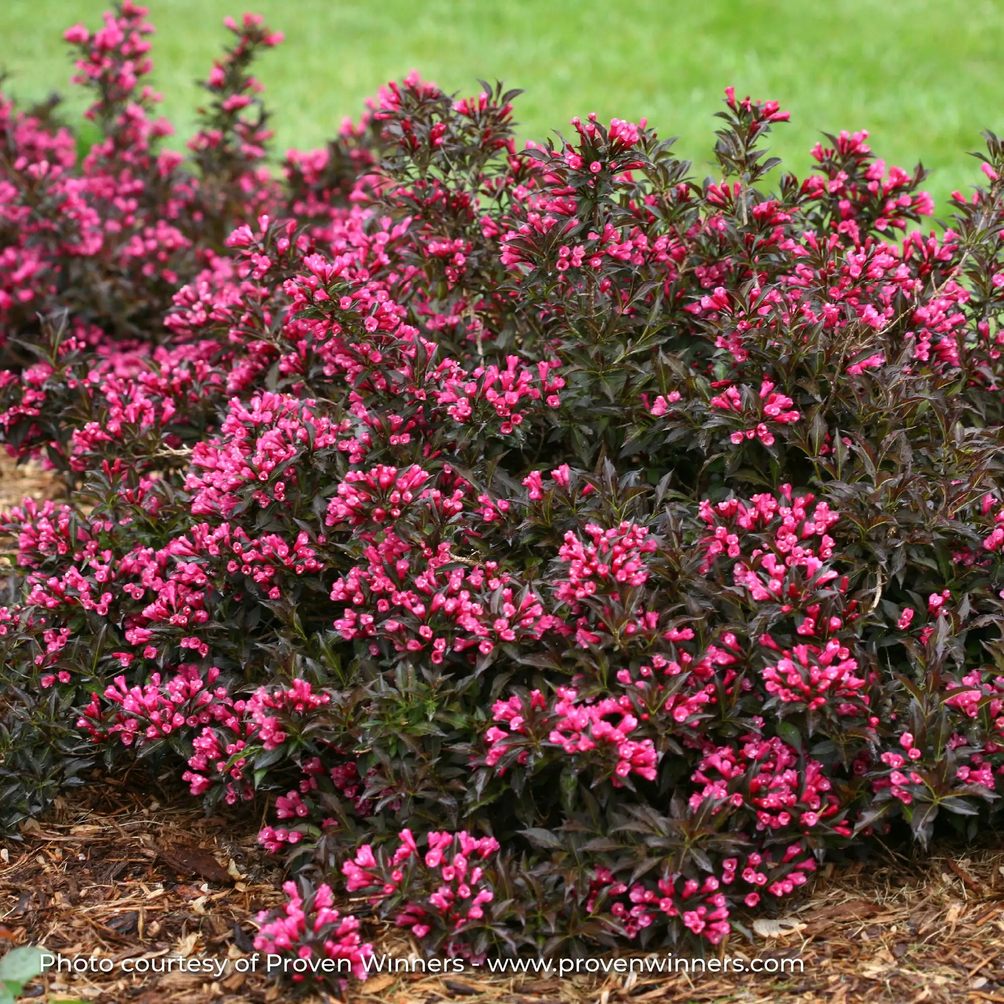 Weigela 'Spilled Wine®'