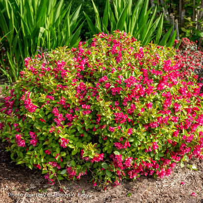 Weigela 'Strobe®'
