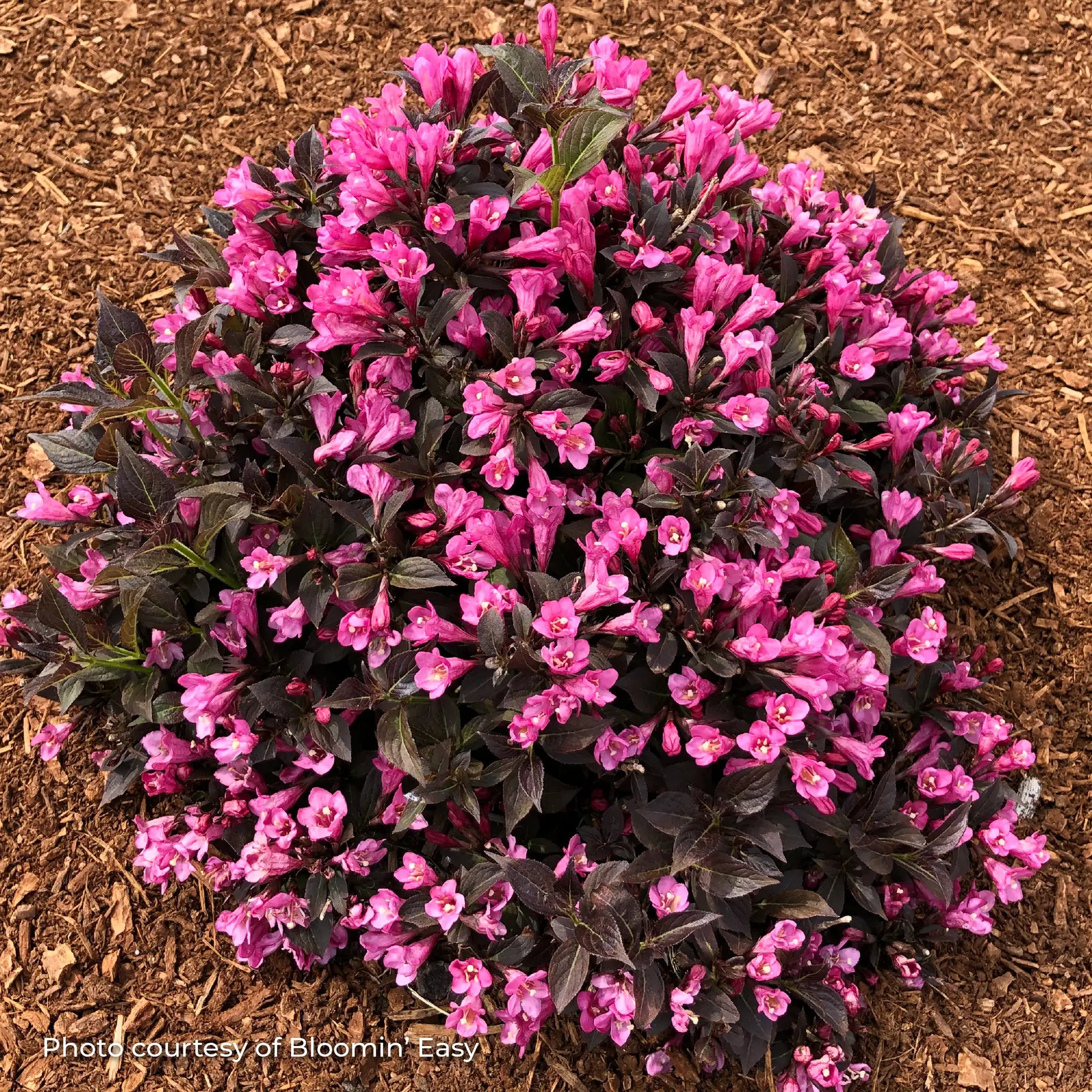 Weigela 'Stunner®'