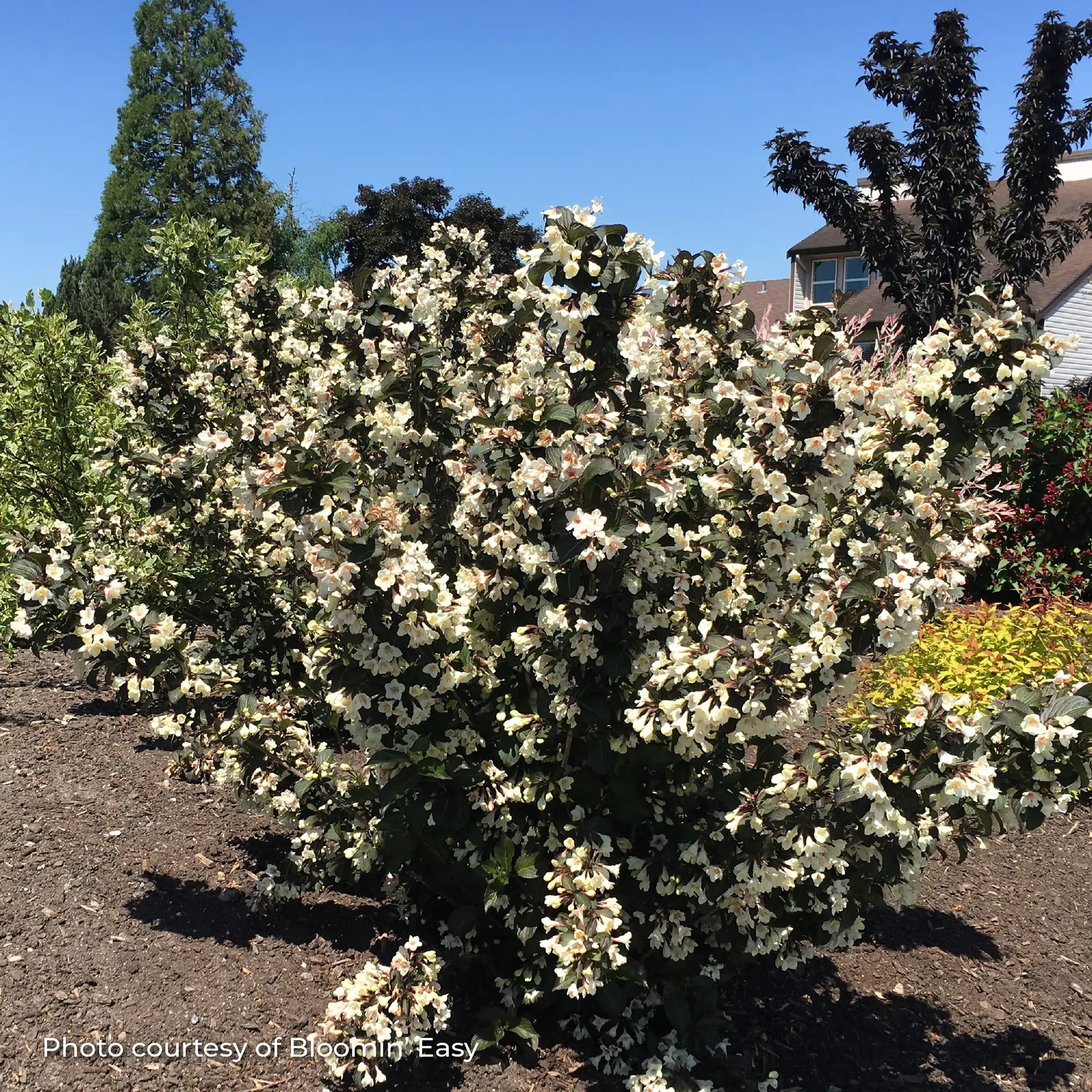 Weigela 'Tuxedo™'