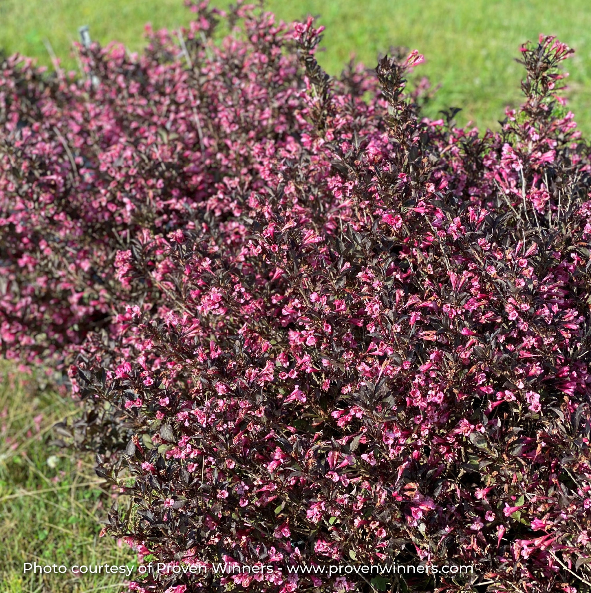 Weigela 'Very Fine Wine®'