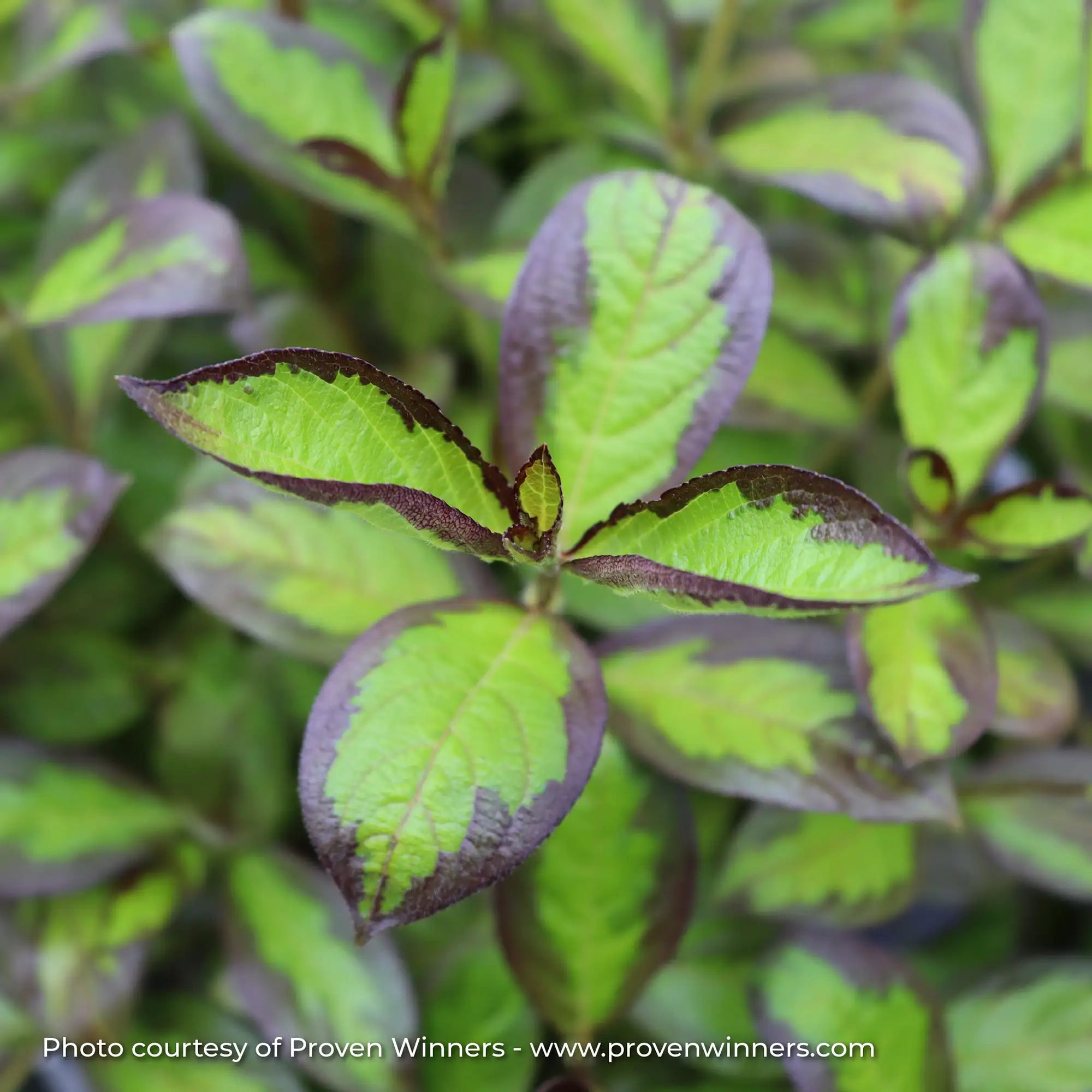 Weigela 'Vino Verde®'