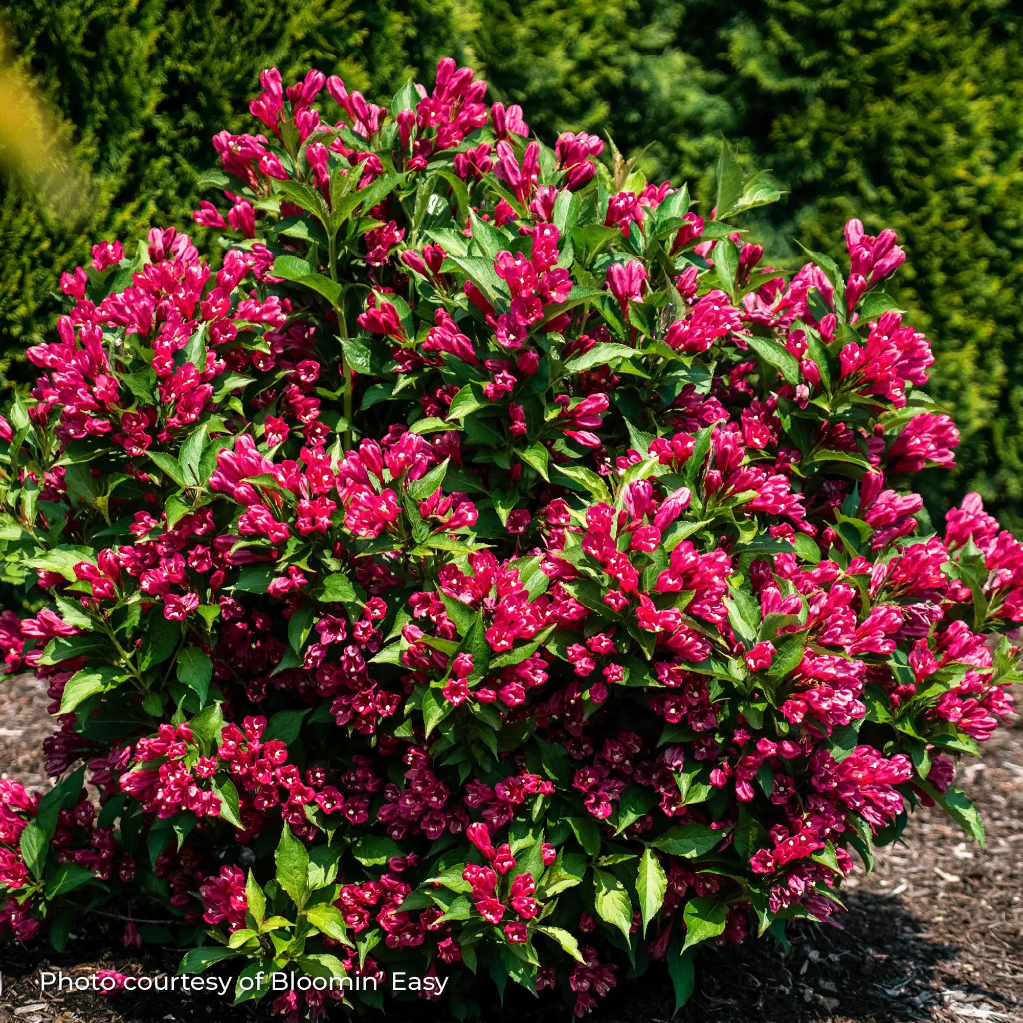 Weigela 'Watermelon Kisses™'