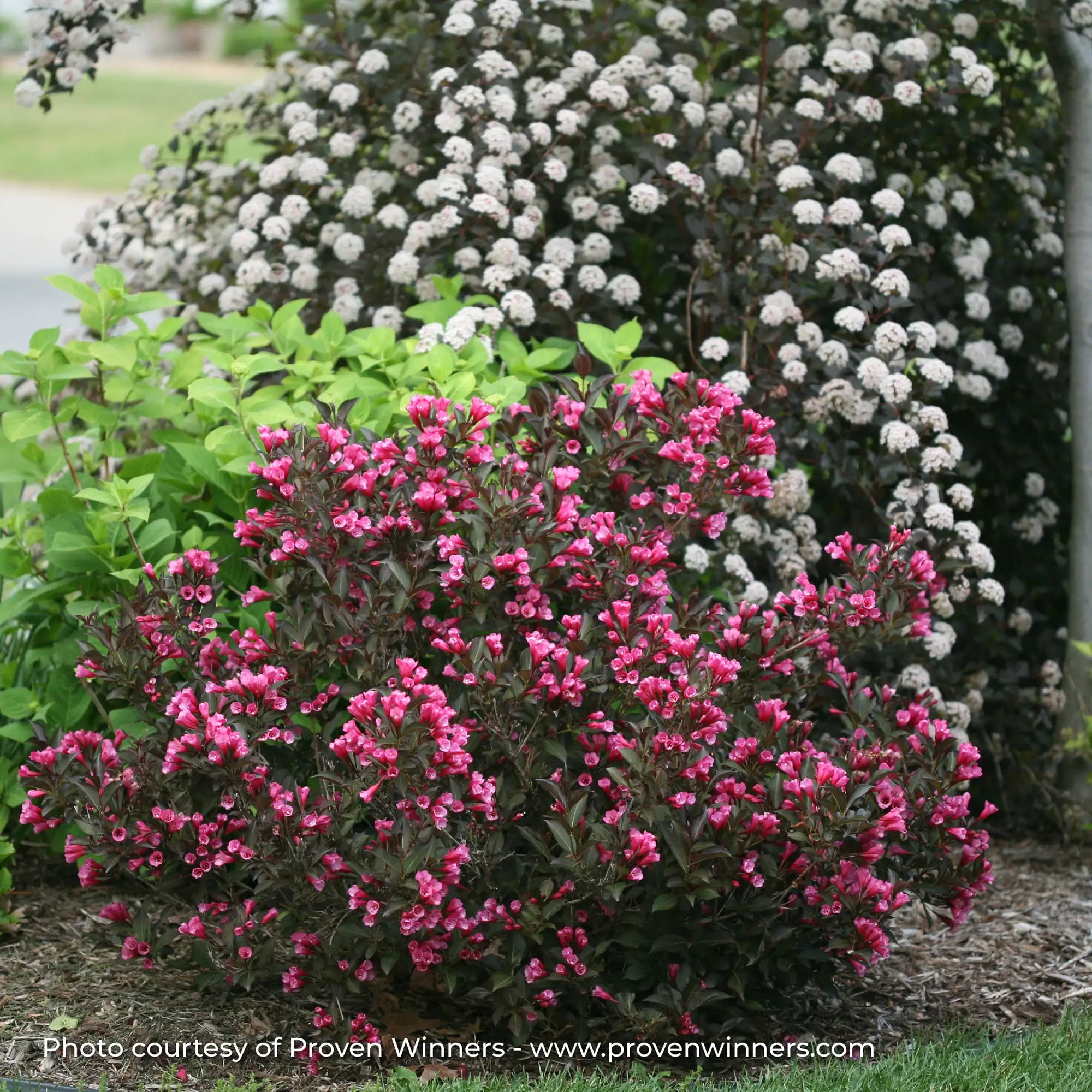 Weigela 'Wine & Roses®'