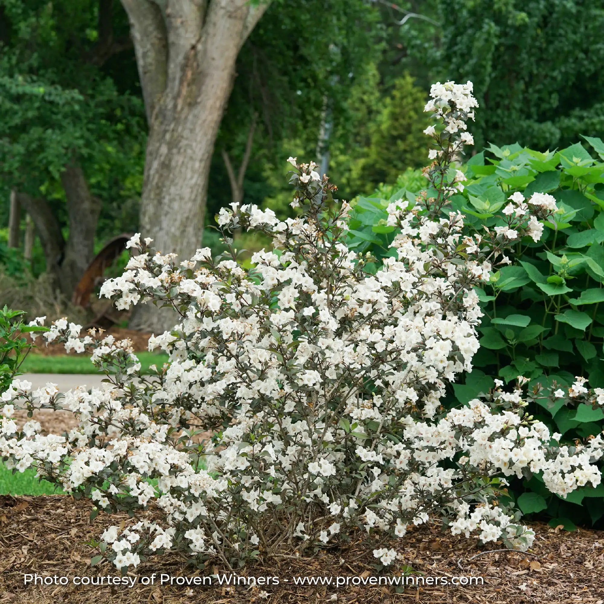 Weigela 'Wine & Spirits®'