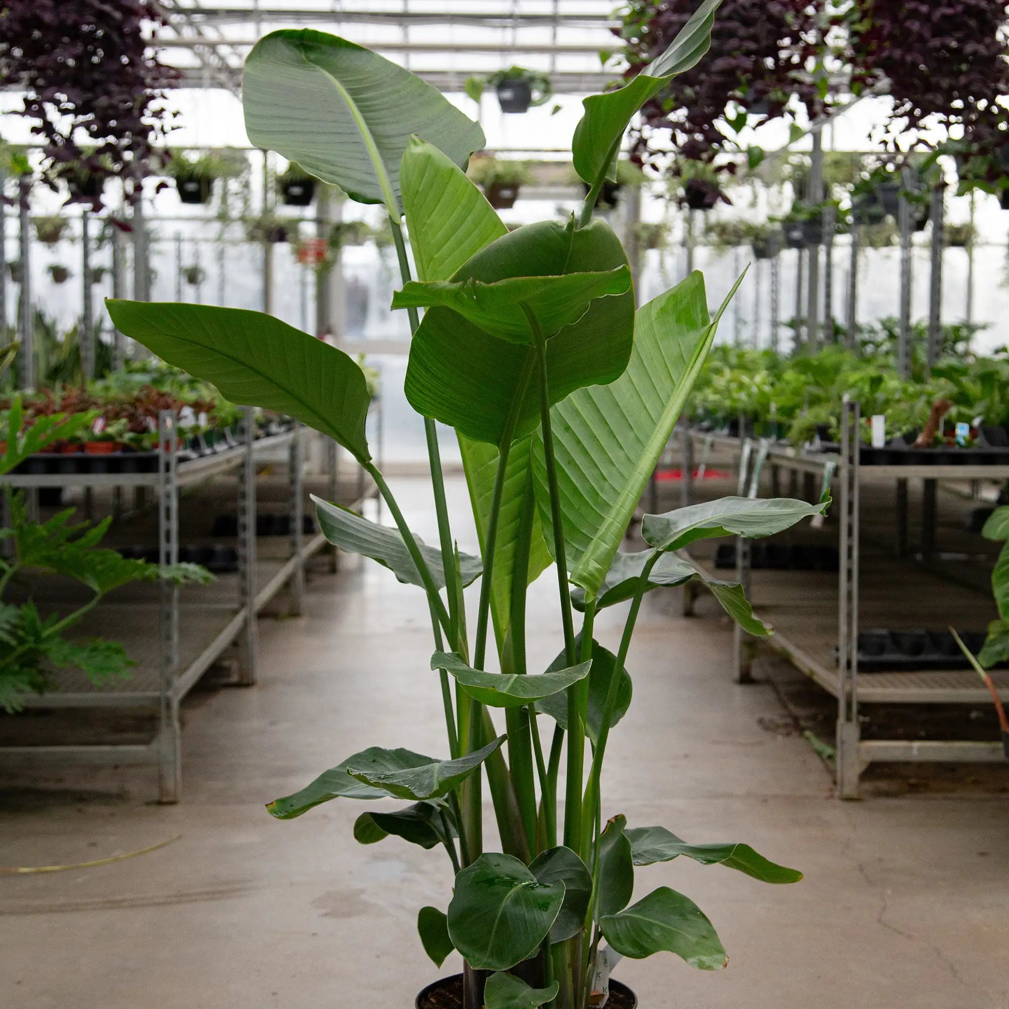 Bird of Paradise White