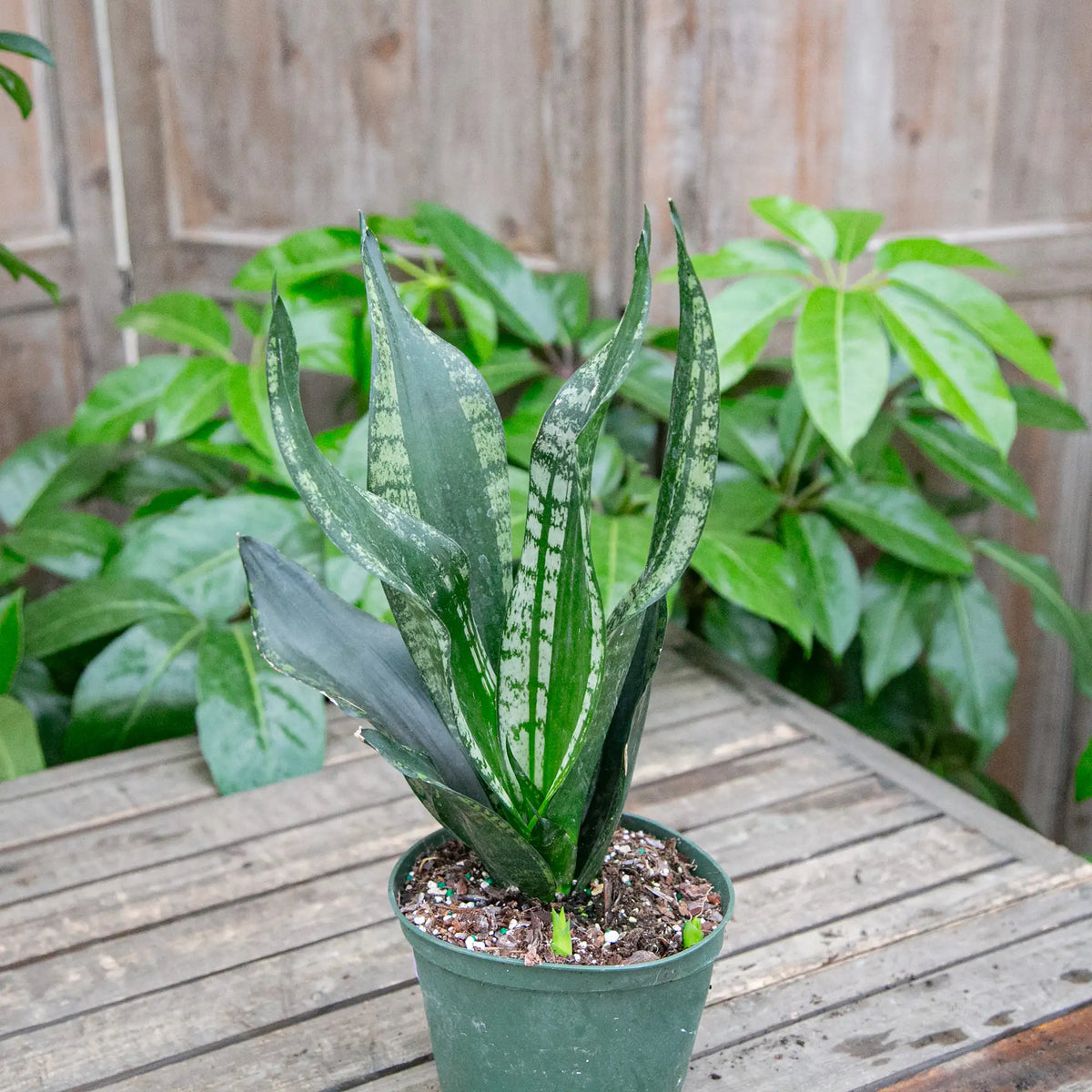 Snake Plant 'Whitney'