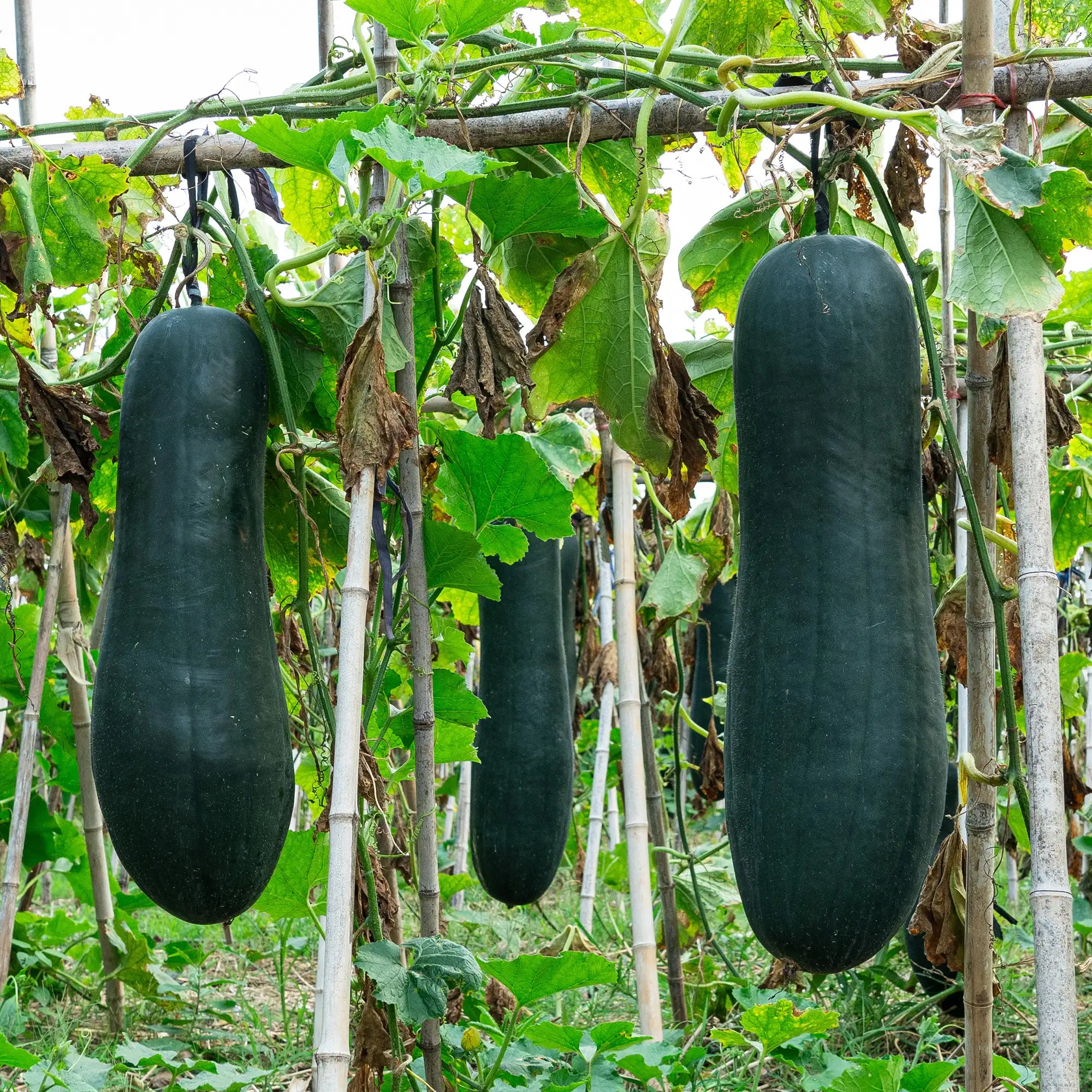 Winter Gourd 'Black Giant #2'