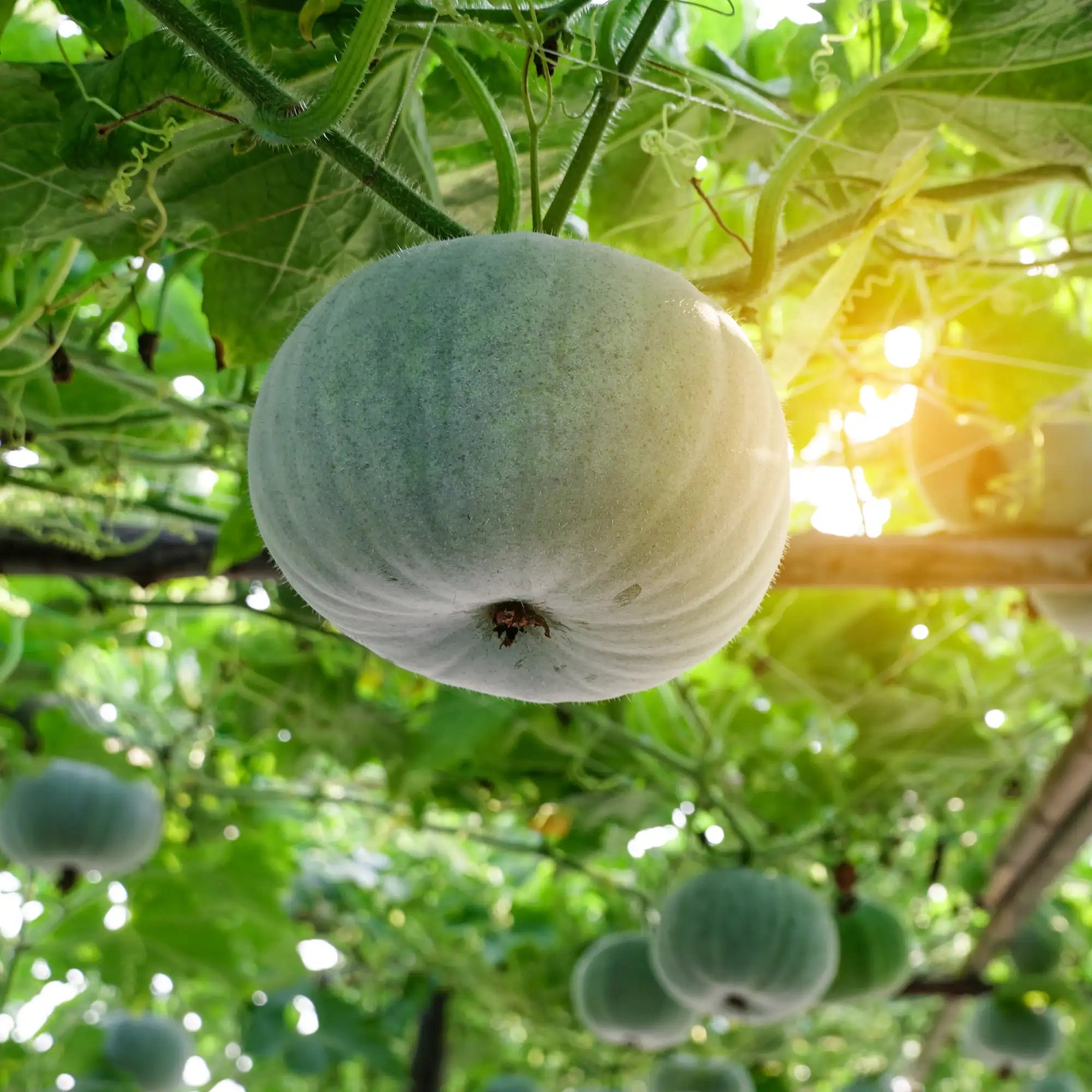 Winter Gourd 'Mini Round'