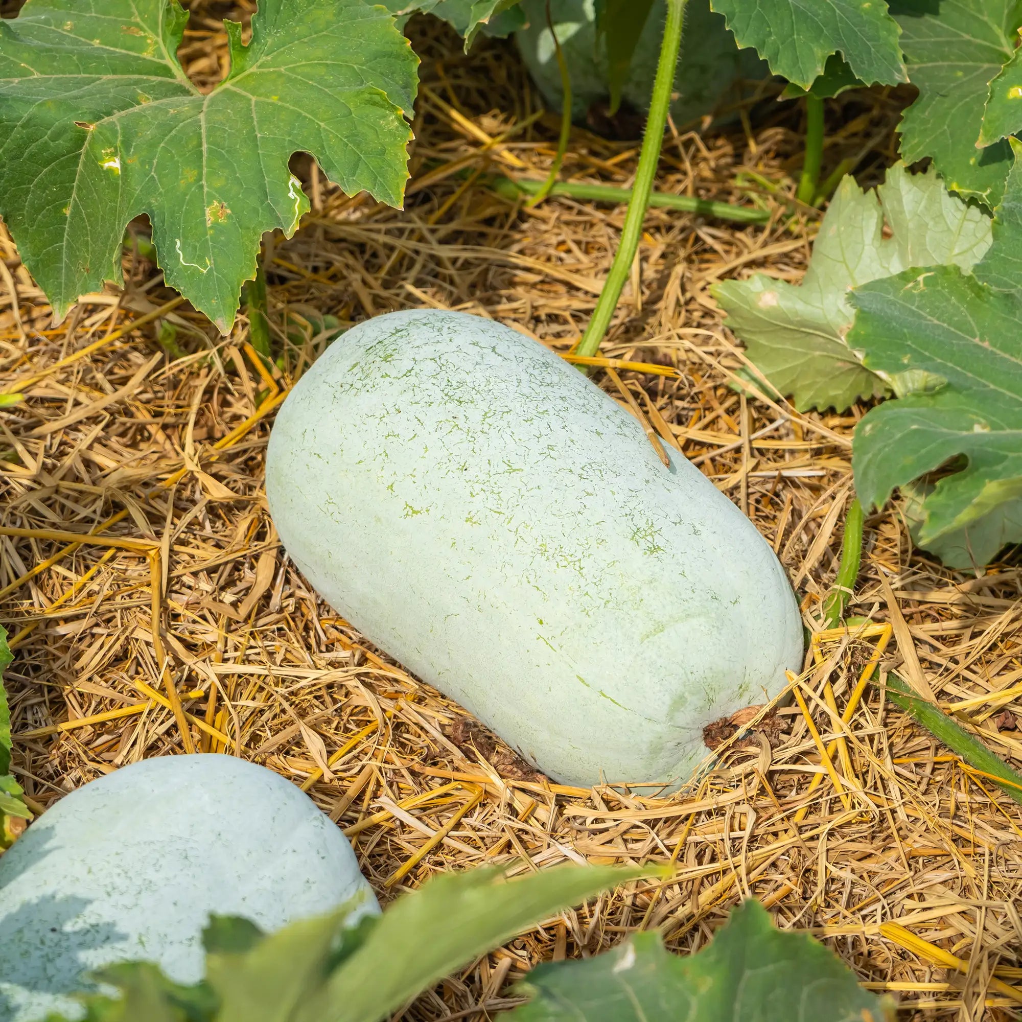 Winter Gourd 'Wax Boy'