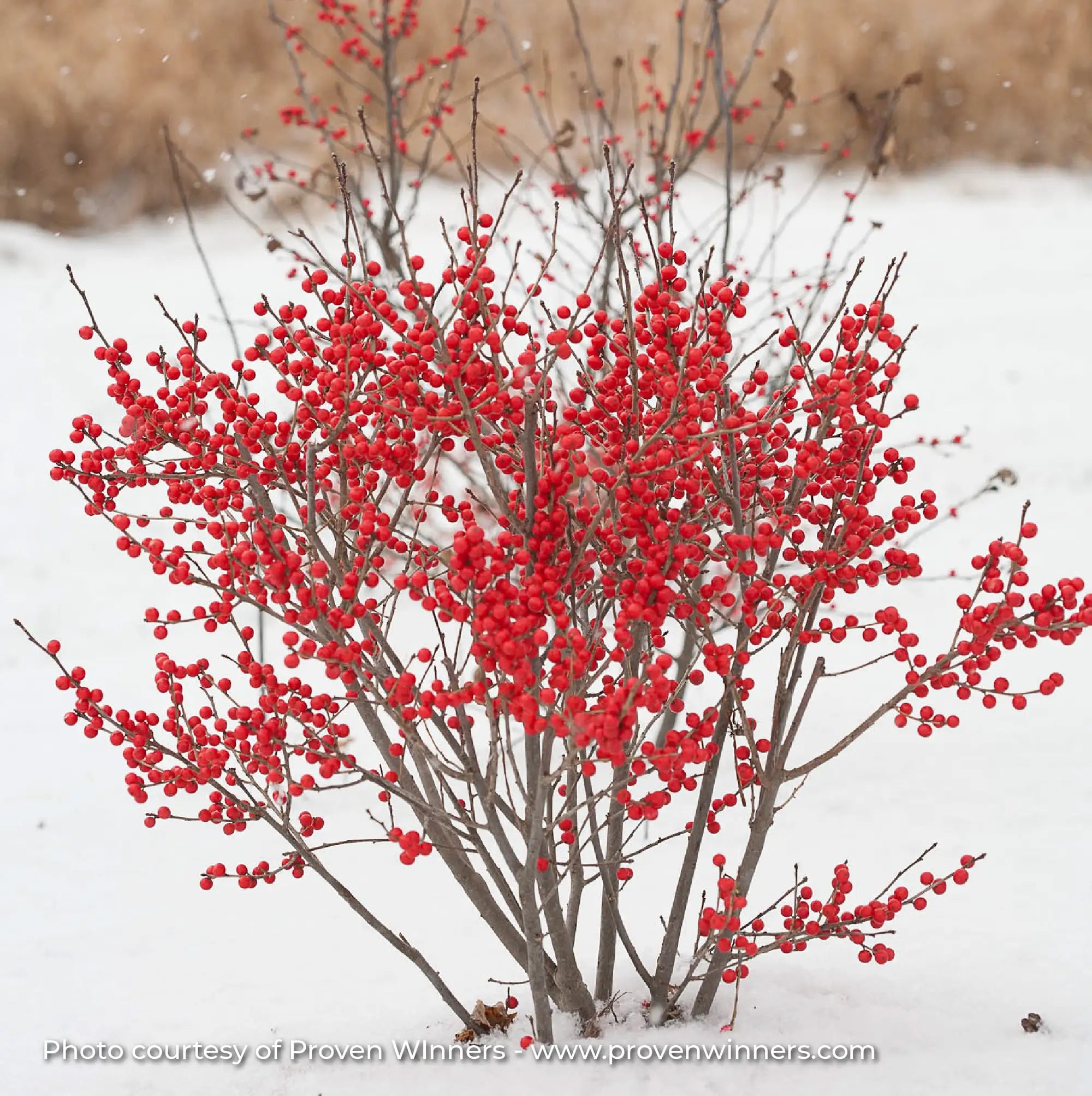 Winterberry 'Berry Poppins®'