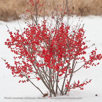 Winterberry 'Berry Poppins®'