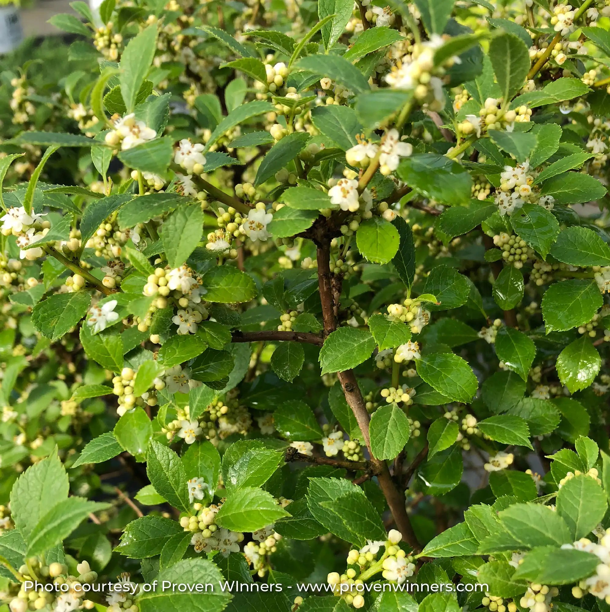 Winterberry 'Berry Poppins®'