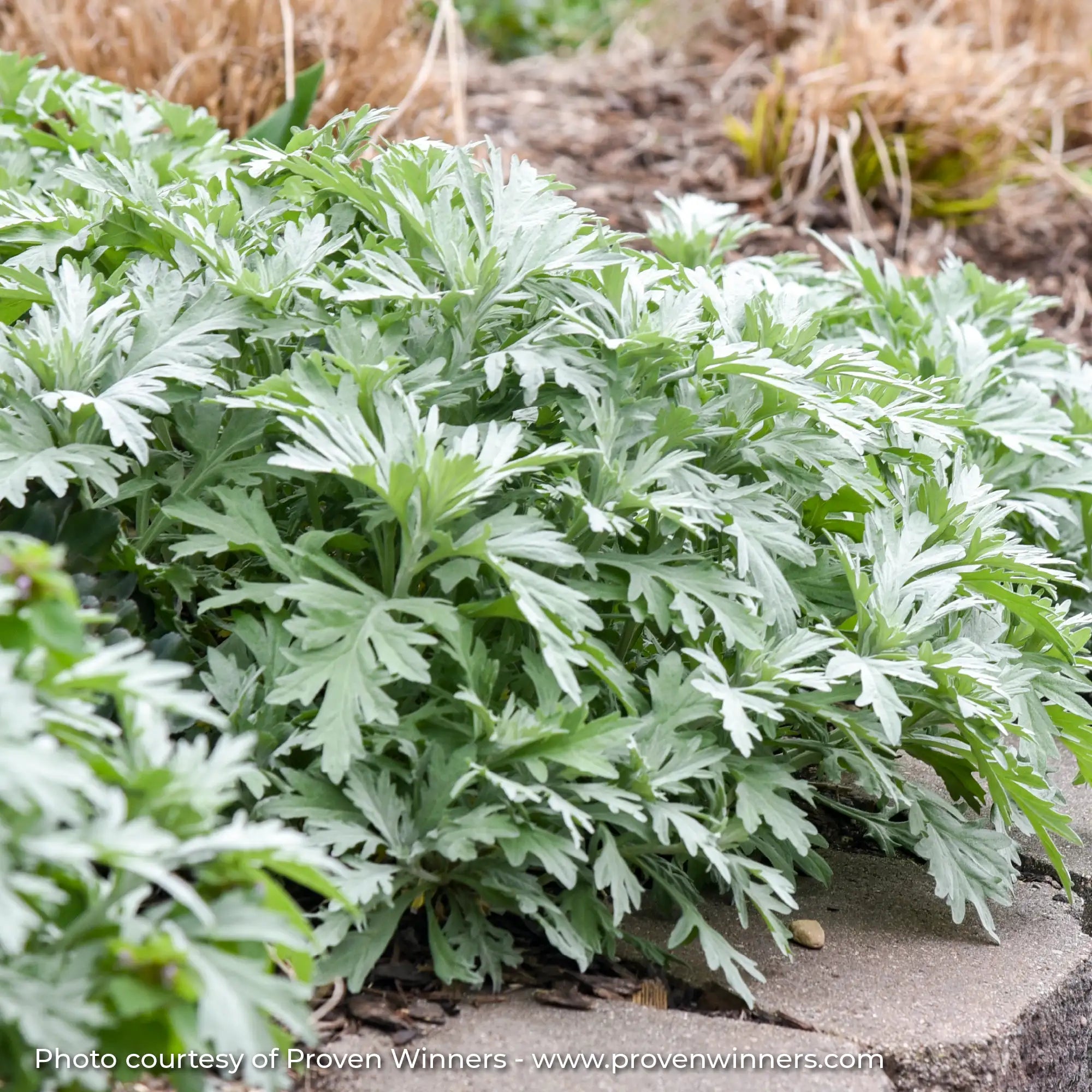 Light Green Wormwood in garden 