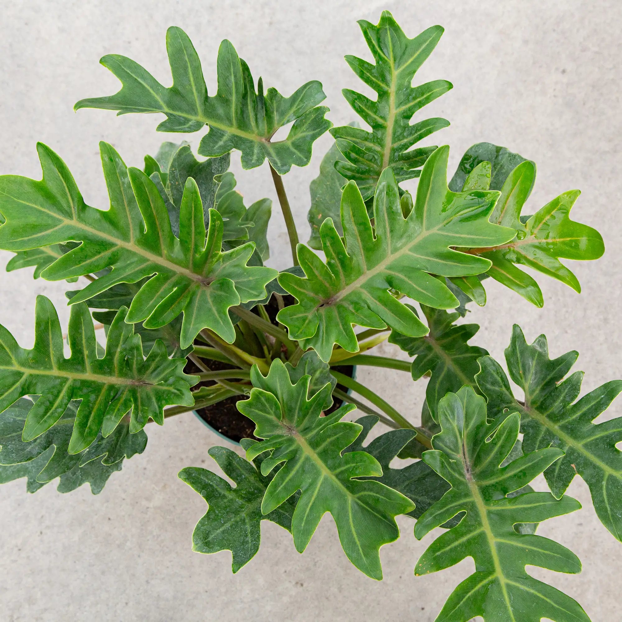 Philodendron 'Xanadu'