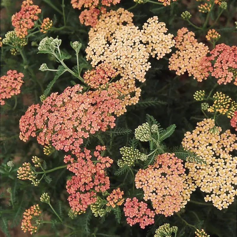 Cluster of orange and reddish Yarrow flowers, also known as Achillea, in a garden setting.